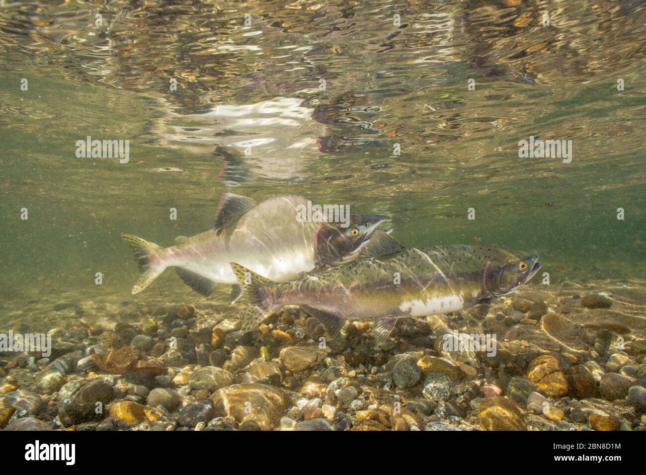 I salmoni rosa maschili e femminili sono pieni di colori da riproduzione nel fiume Squamish, nella British Columbia. Foto Stock