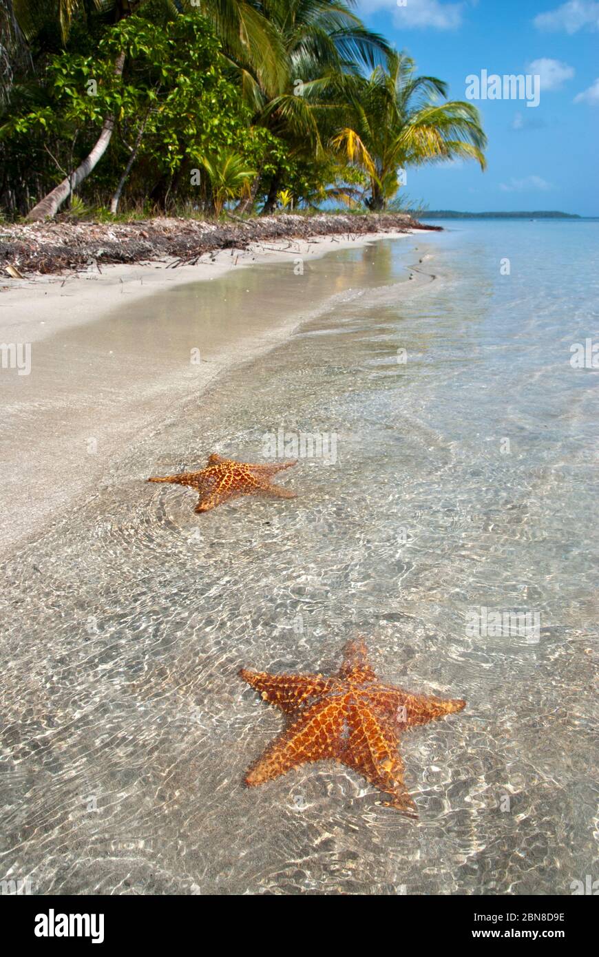 Spiaggia Star, isola Colon. Bocas del Toro.Panama. Foto Stock