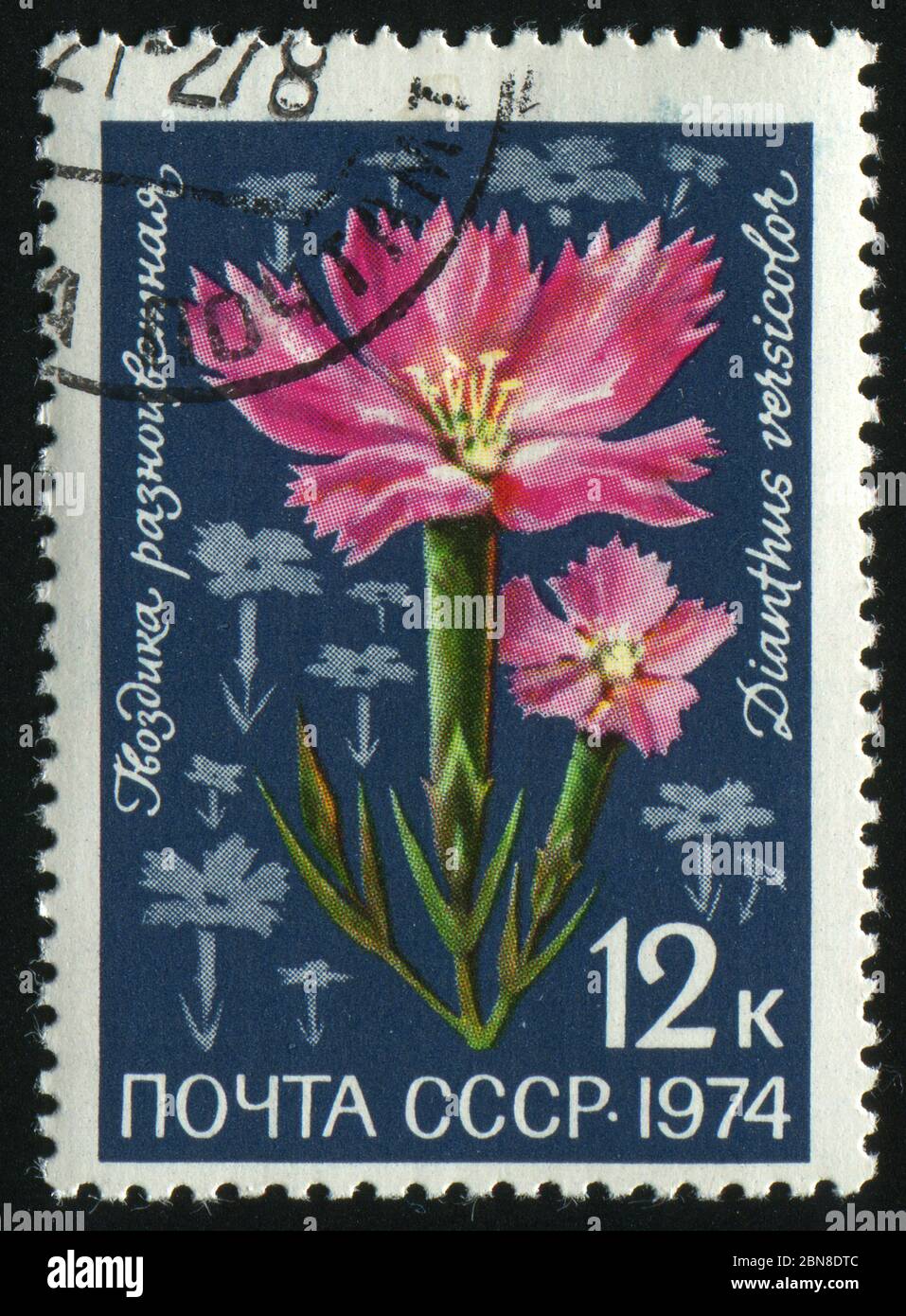 RUSSIA -CIRCA 1974: Dianthus è un genere di circa 300 specie di piante da fiore della famiglia delle Caryophyllaceae, risalente al 1974. Foto Stock