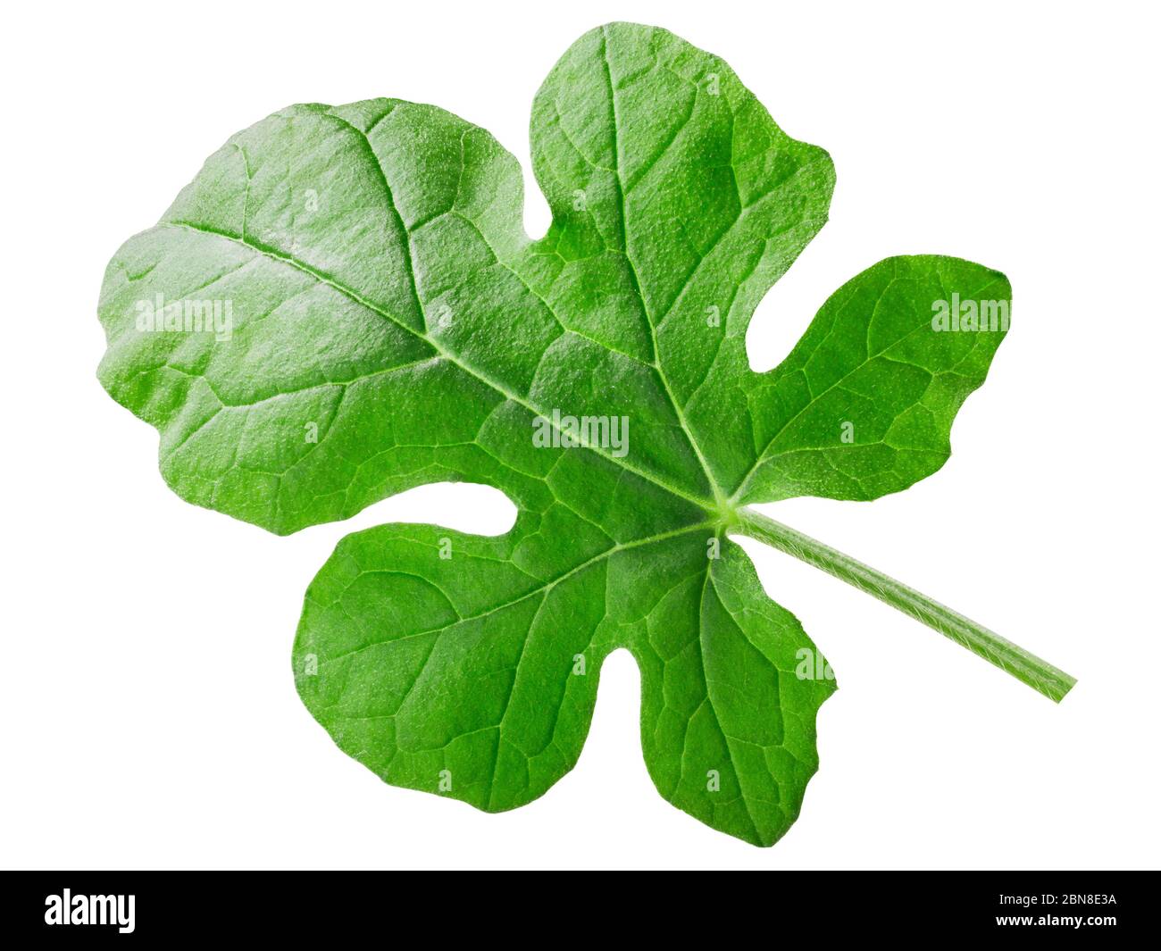 Giovane foglia di anguria (Citrullus lanatus), isolato Foto Stock