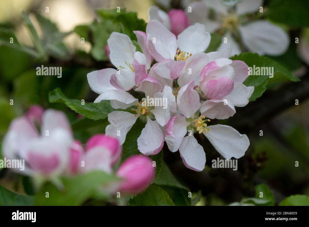 Apple Blossom. Foto Stock