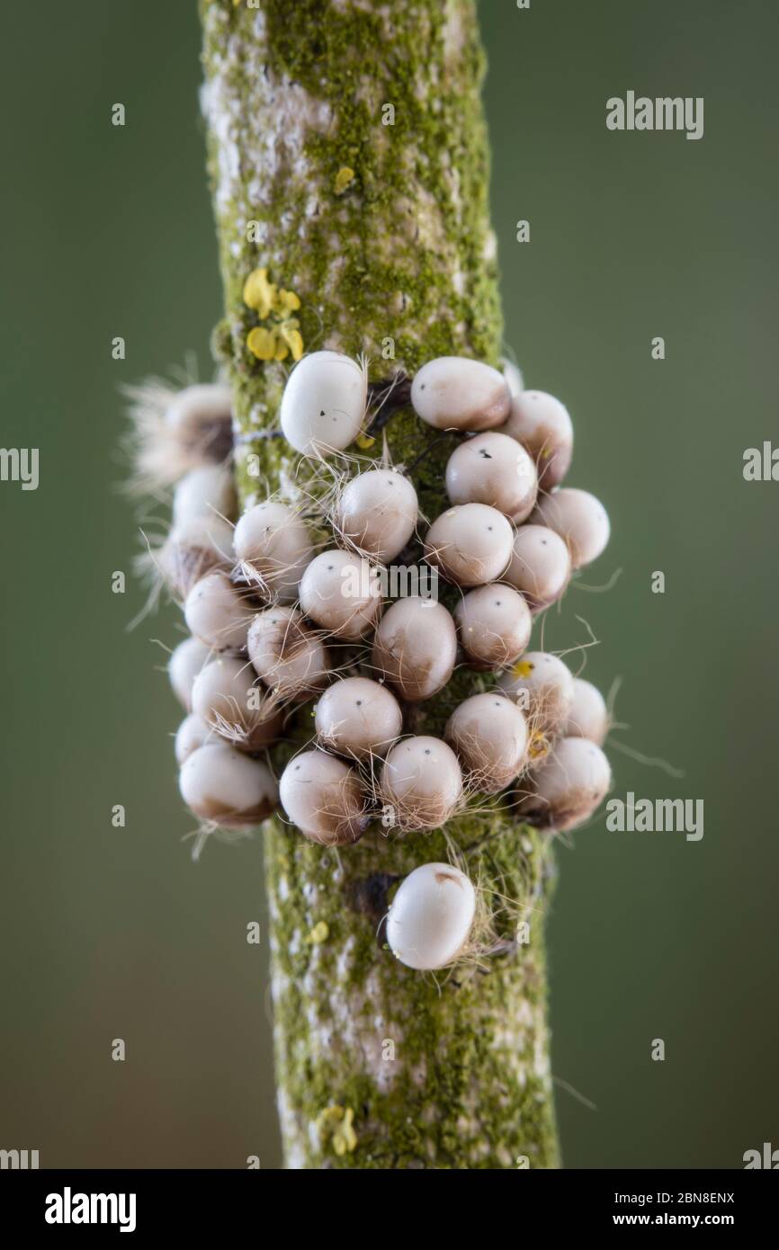 Kleines Nachtpfauenauge - Eier, Saturnia pavonia, piccolo imperatore falce - uova Foto Stock