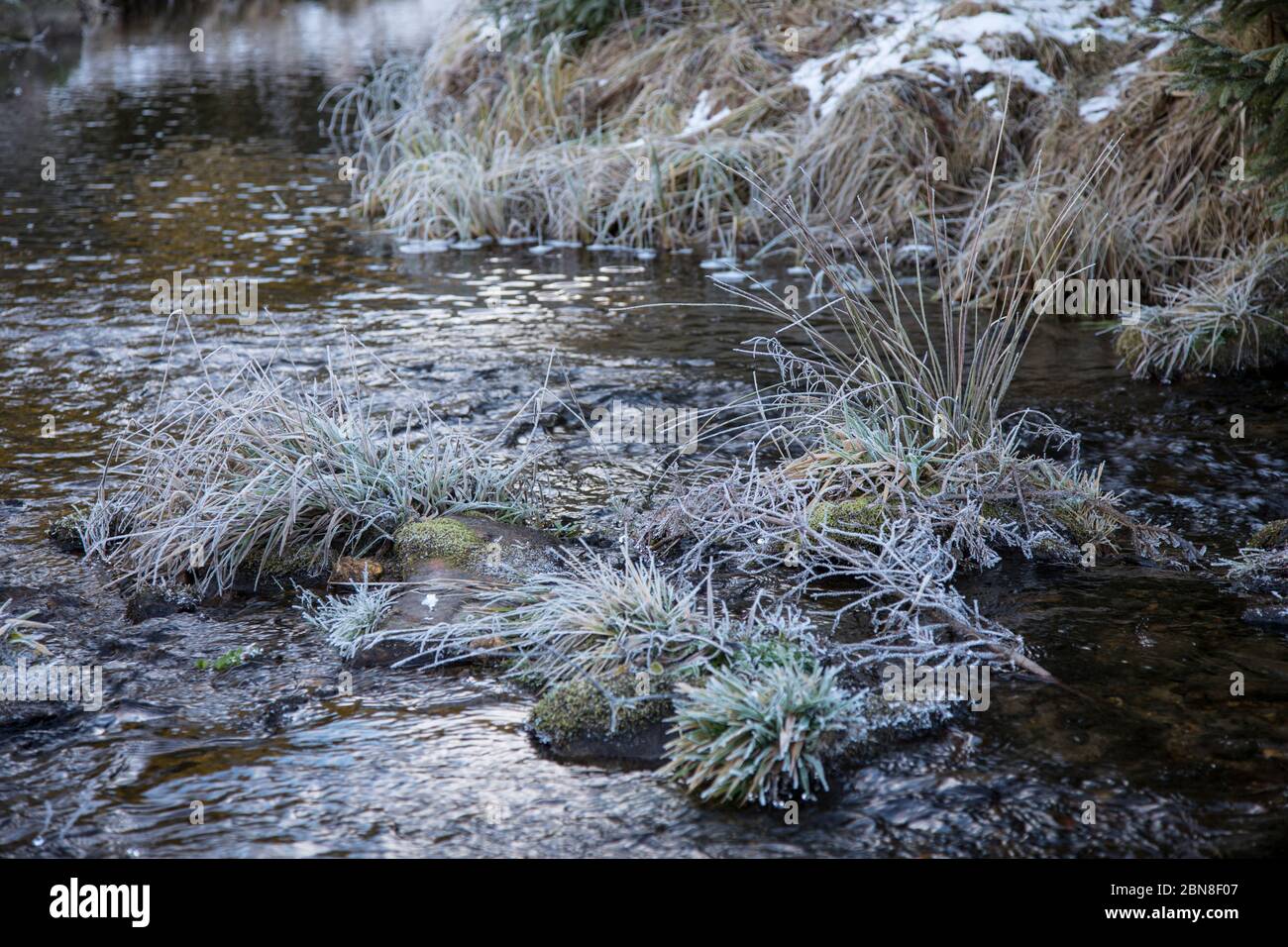 Grasbueschel mit Reif im Bach Foto Stock