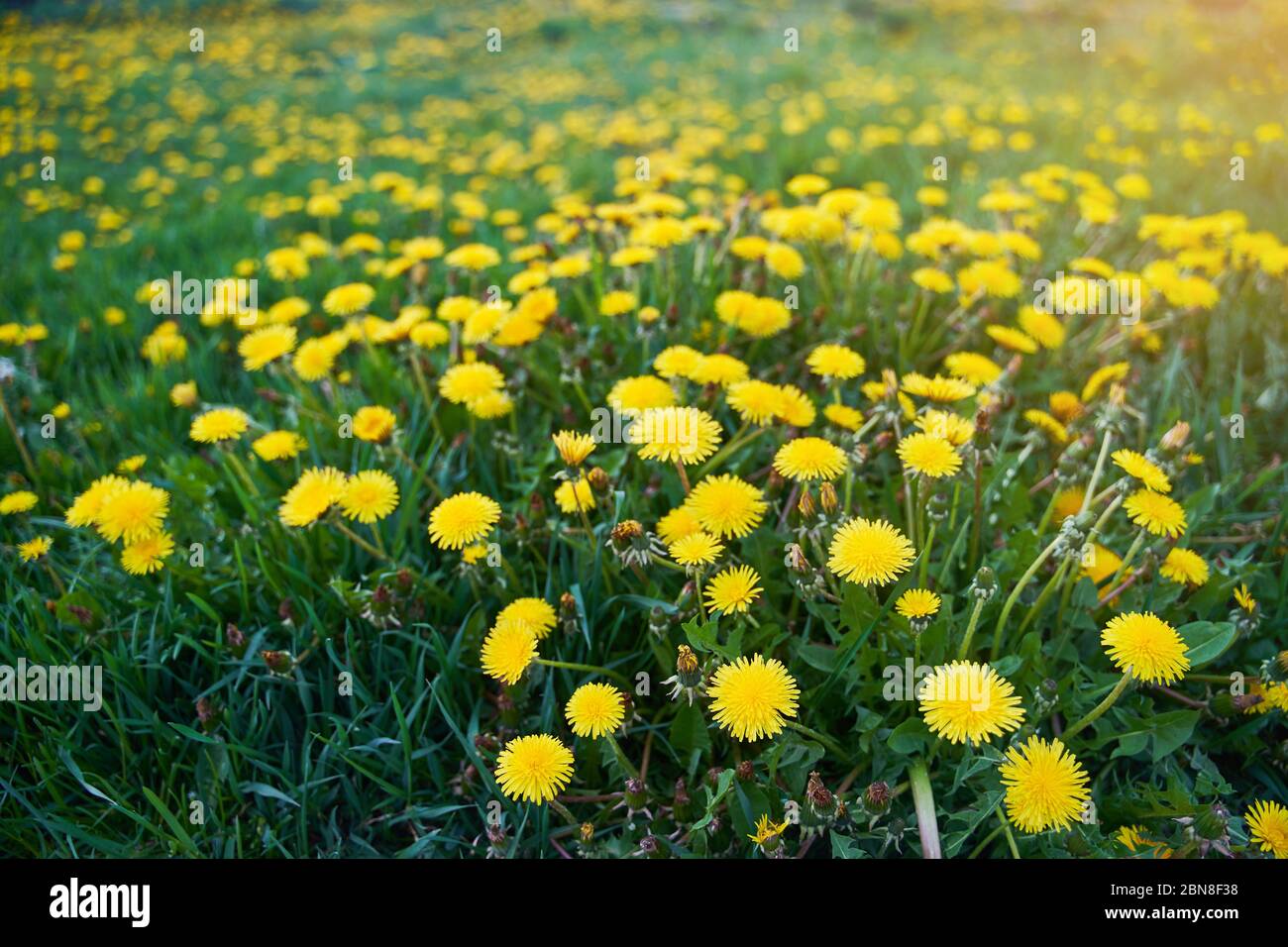 Un campo di diandelioni. Fiori gialli. Primavera. Foto Stock
