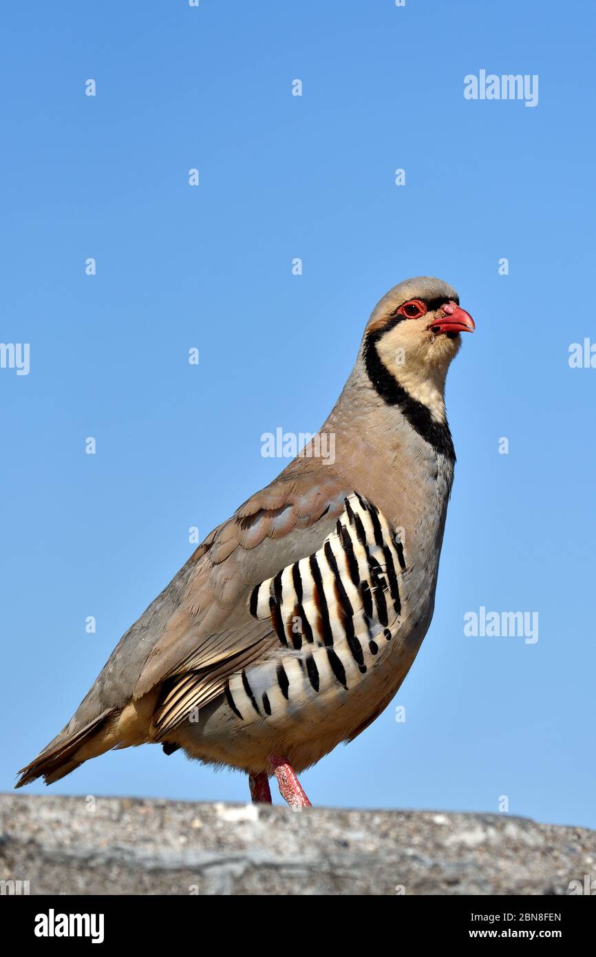 Pernice rosso-zampe selvatiche Foto Stock