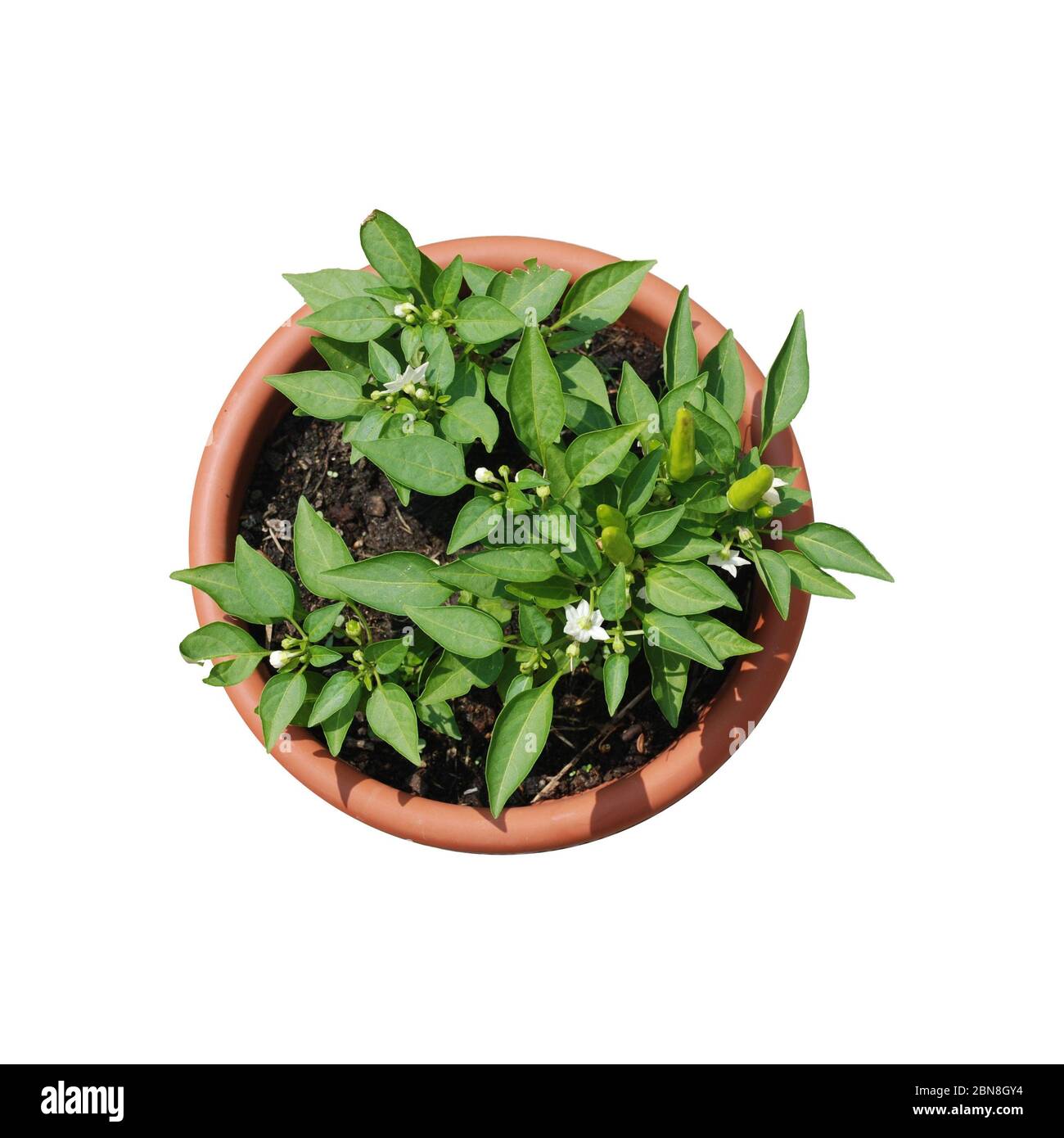 Una pianta viola isolata in una pentola rosa su uno sfondo bianco Foto Stock