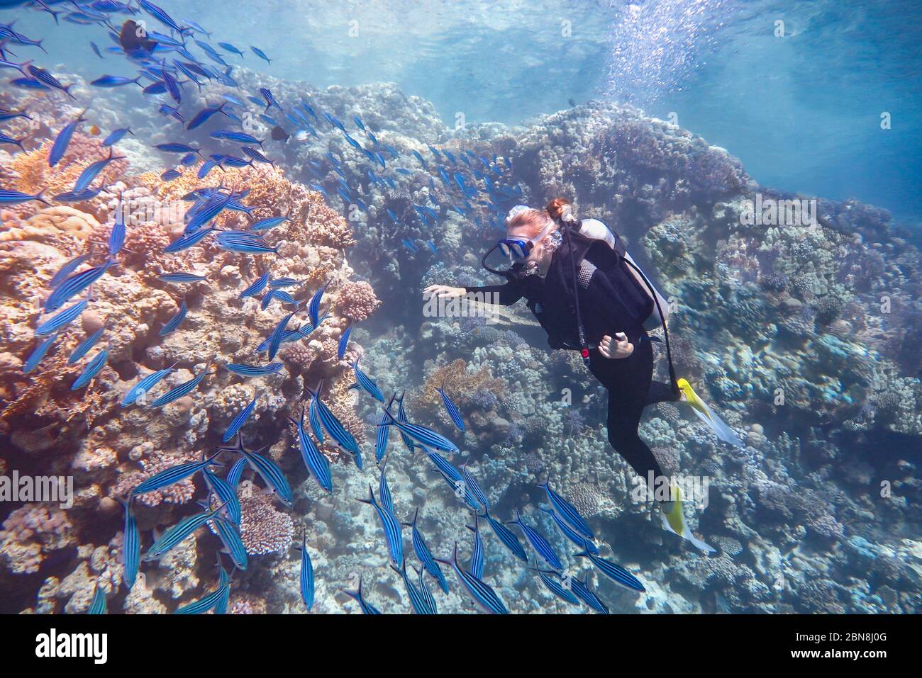 Immersione giovane donna olandese nuotare in mare vicino ai pesci blu Foto Stock