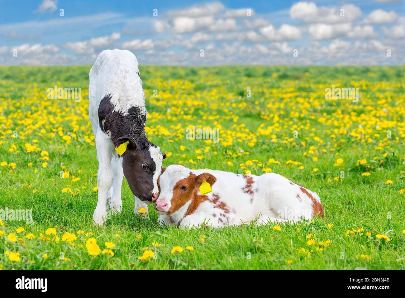 Due vitelli neonati insieme in pascolo fiorente Foto Stock