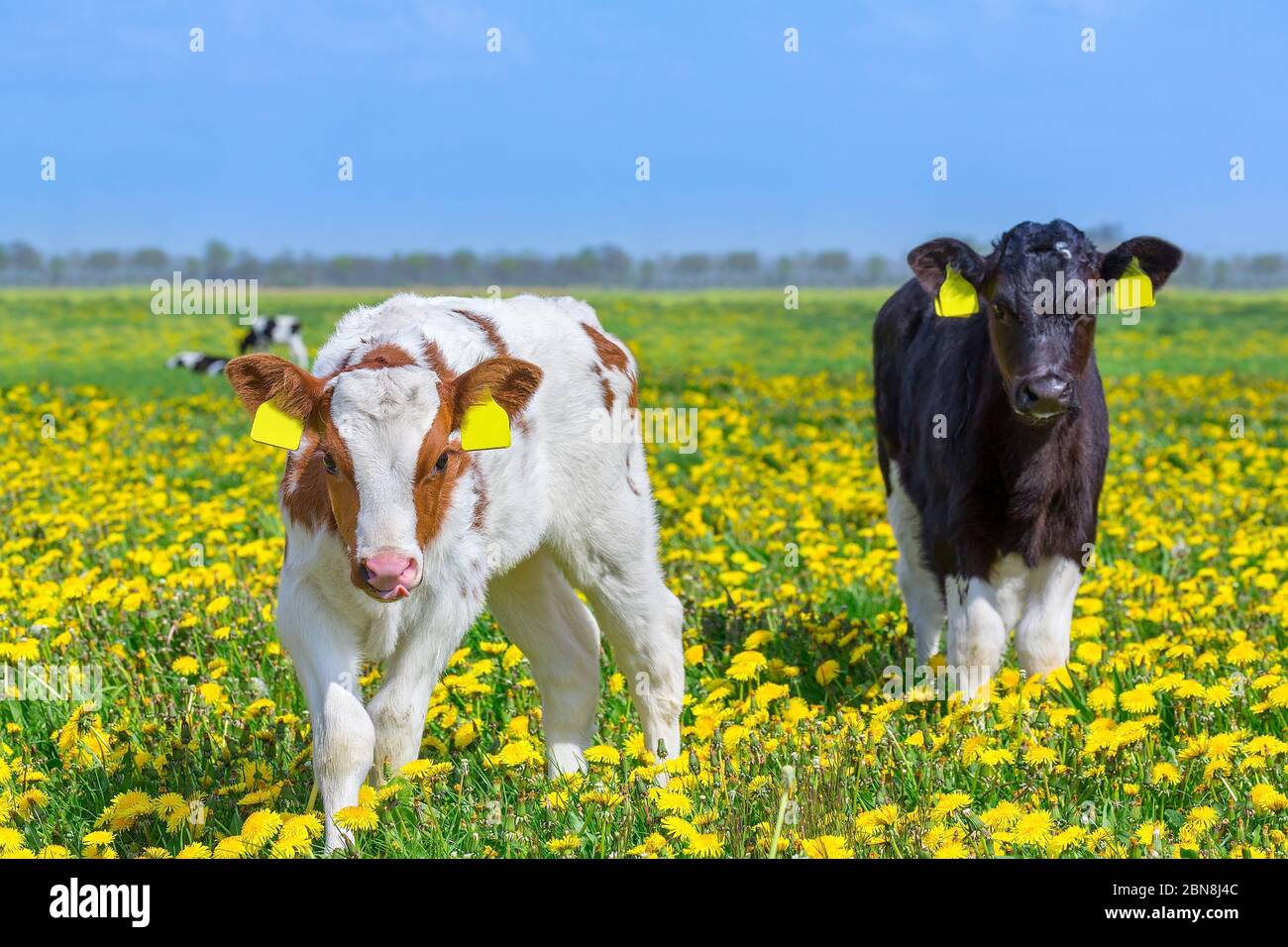 Due vitelli europei neonatali insieme in pascolo con dandelioni fioriti Foto Stock