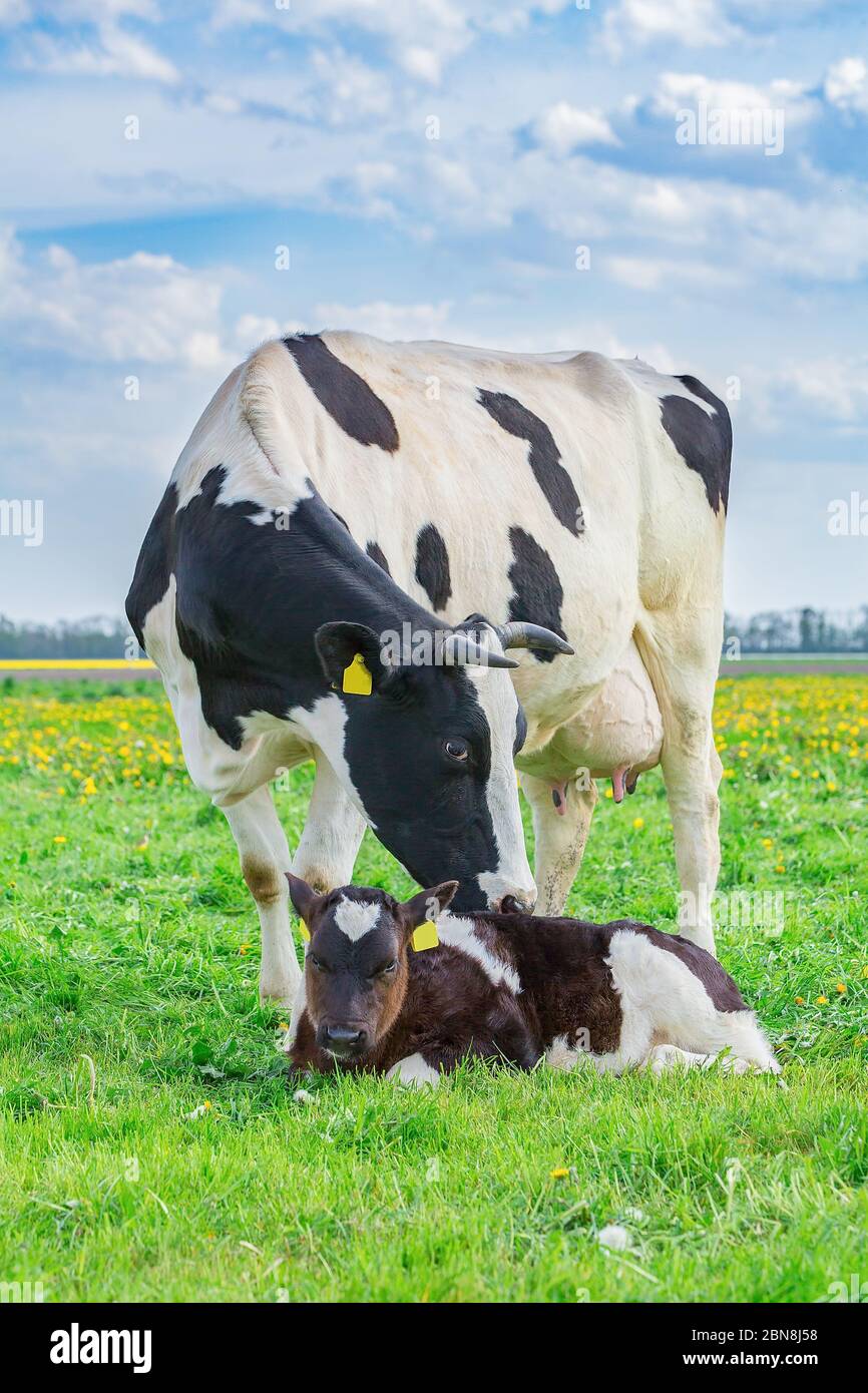 Madre mucca con neonato vitello in piedi in pascolo in Olanda Foto Stock