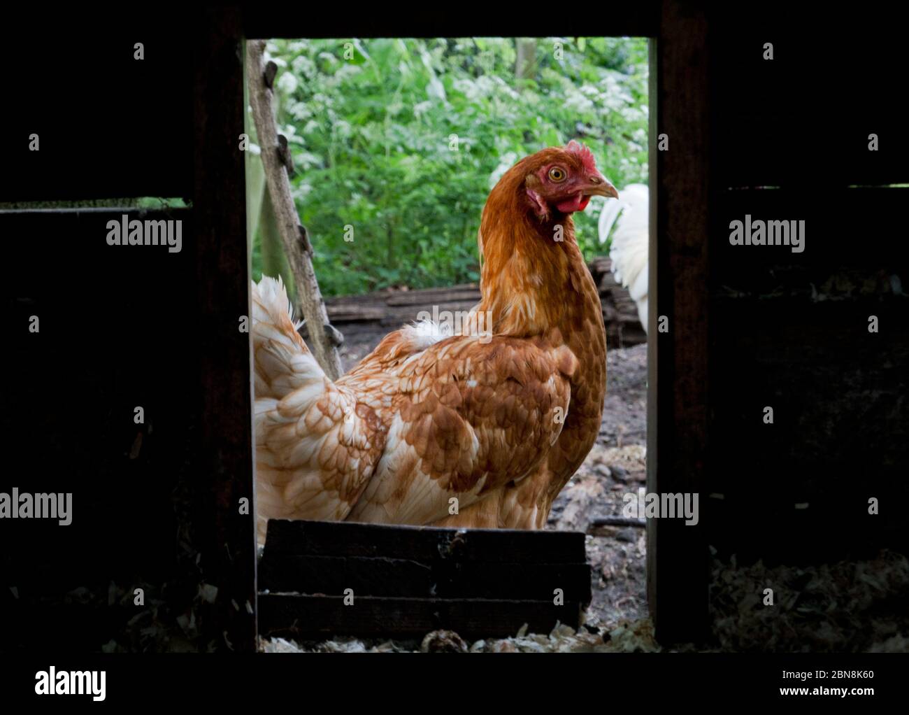 Guarda attraverso la porta della gabbia di pollo un pollo marrone Foto Stock