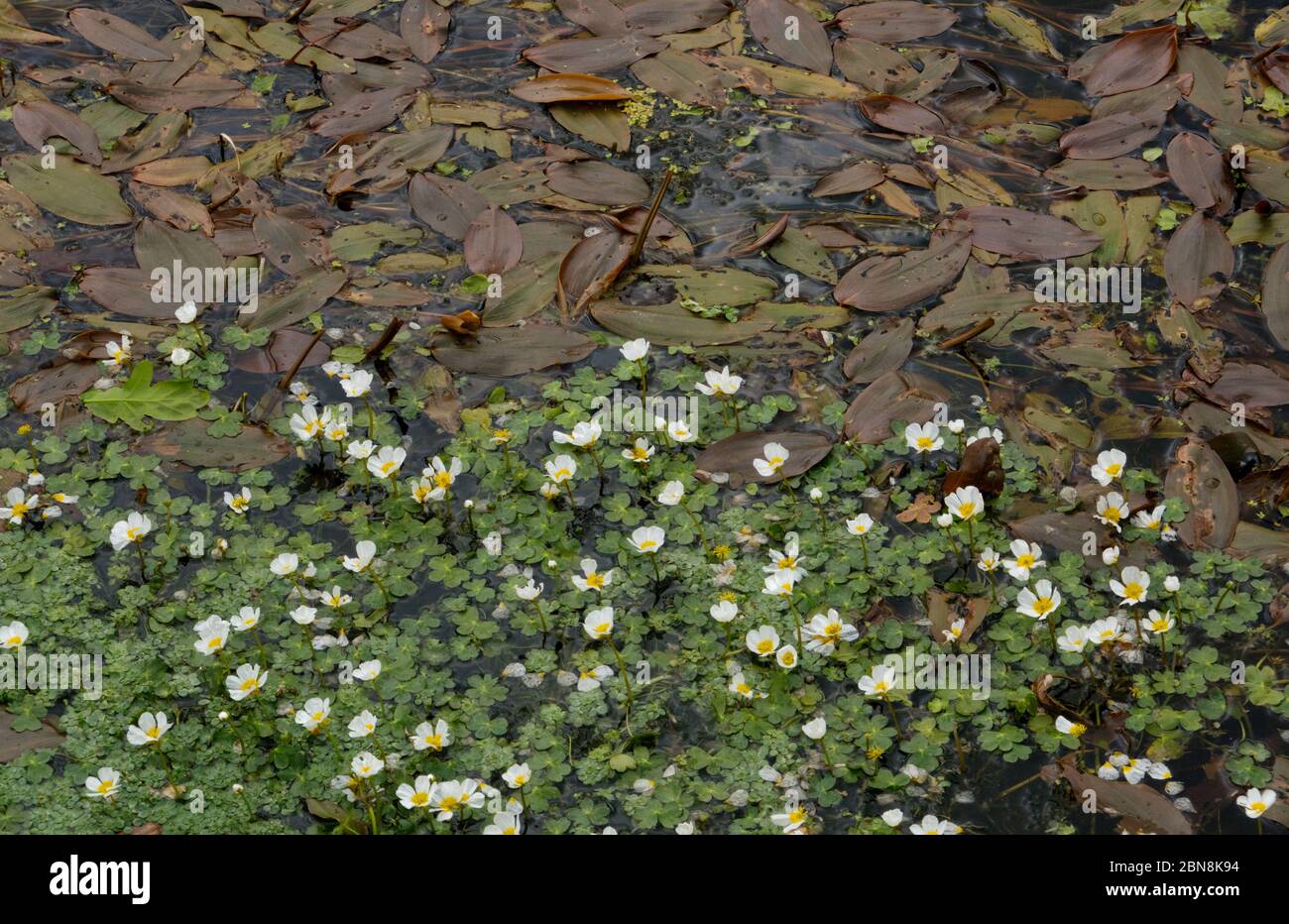 Fioritura acqua-piede di corona e foglie galleggianti di ampio-lievito di pondweed in un piccolo fiume Foto Stock