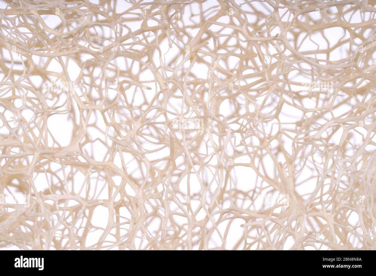 Spugna Luffa primo piano struttura isolata con messa a fuoco selettiva. Spugna di loofah, scrubber di fibra, prodotto di bellezza detergente. Scrub tailandese per una pelle pulita. Modifica Foto Stock