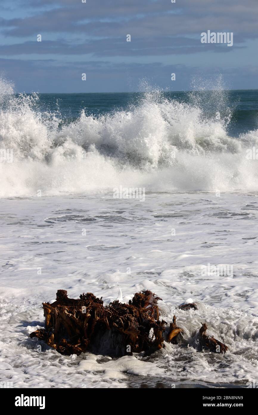 Driftwood su una spiaggia. Grandi onde che si infrangono sulla costa occidentale selvaggia e aspra dell'Isola del Sud, Nuova Zelanda. Nessuna gente Foto Stock