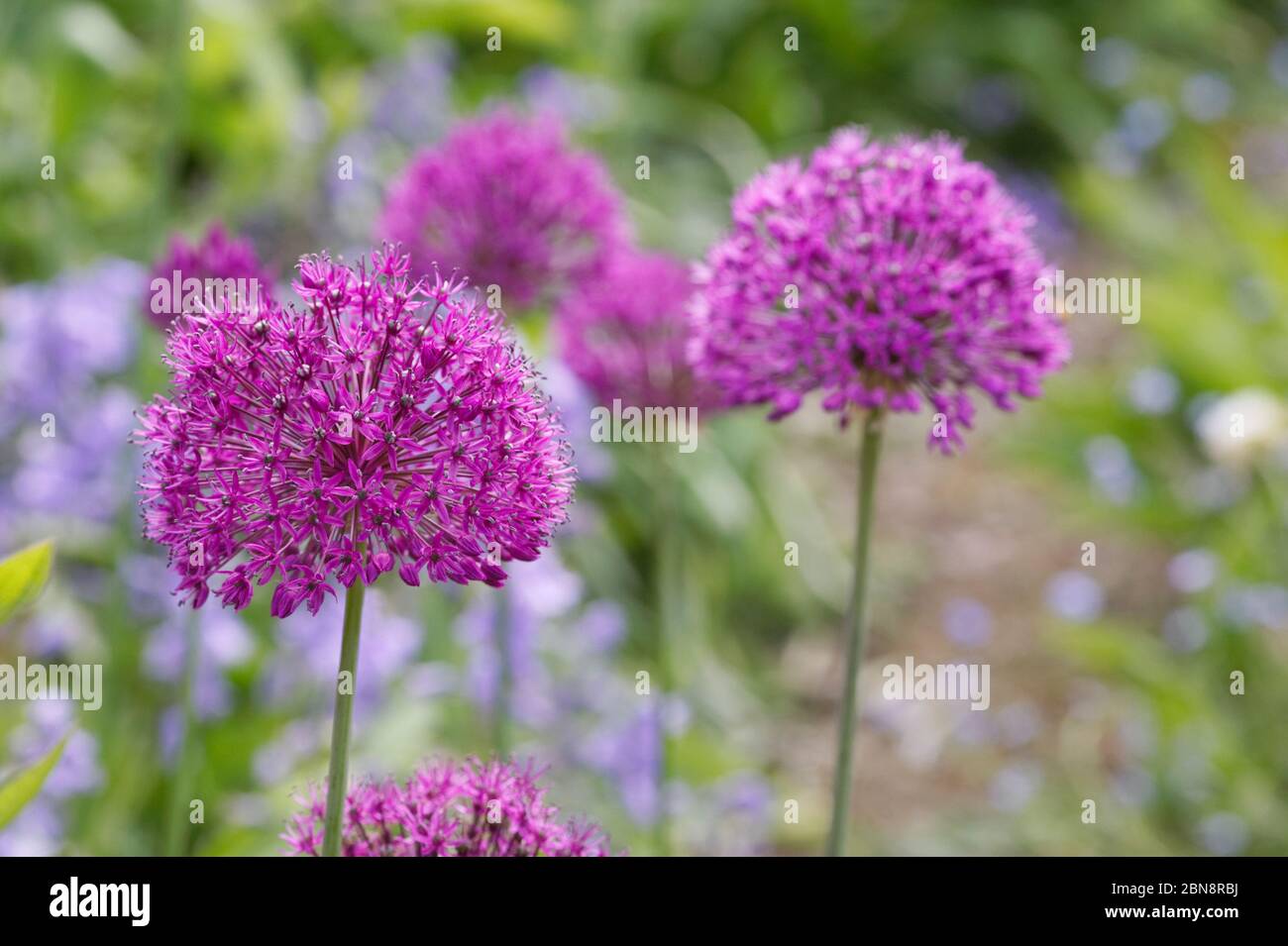 Allium 'viola sensazione' in un giardino cottage. Foto Stock