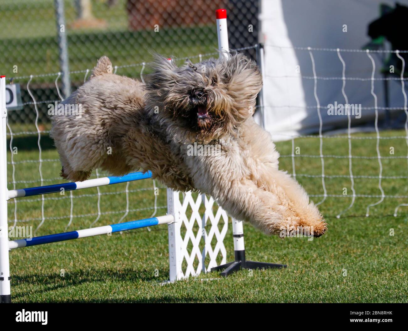Bouvier des Flanders cane sul corso di agilità che passa sopra un salto Foto Stock