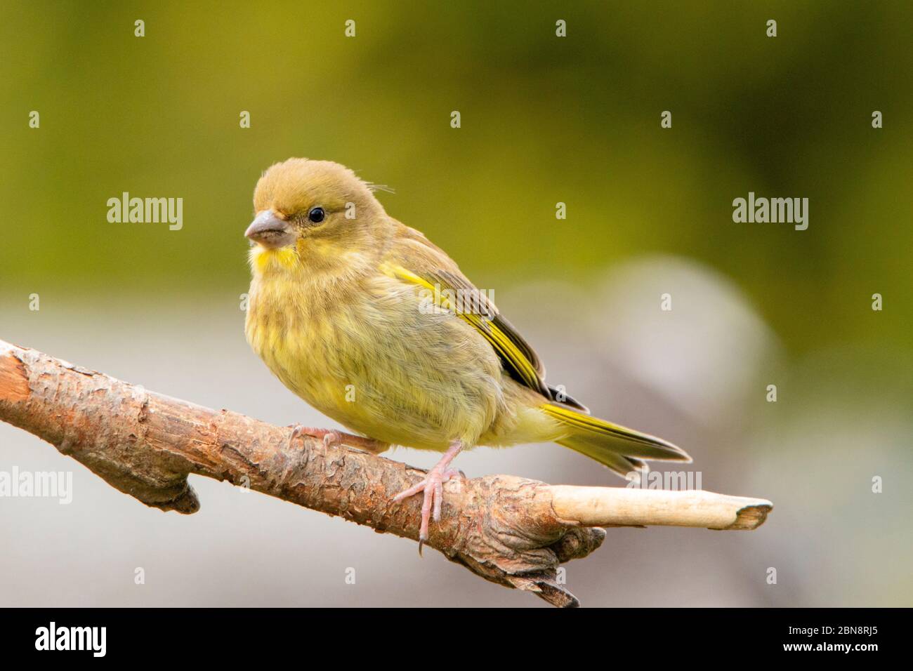 Greenfich, Juvenile, giovane verdino, arroccato su una filiale in un giardino britannico. Foto Stock