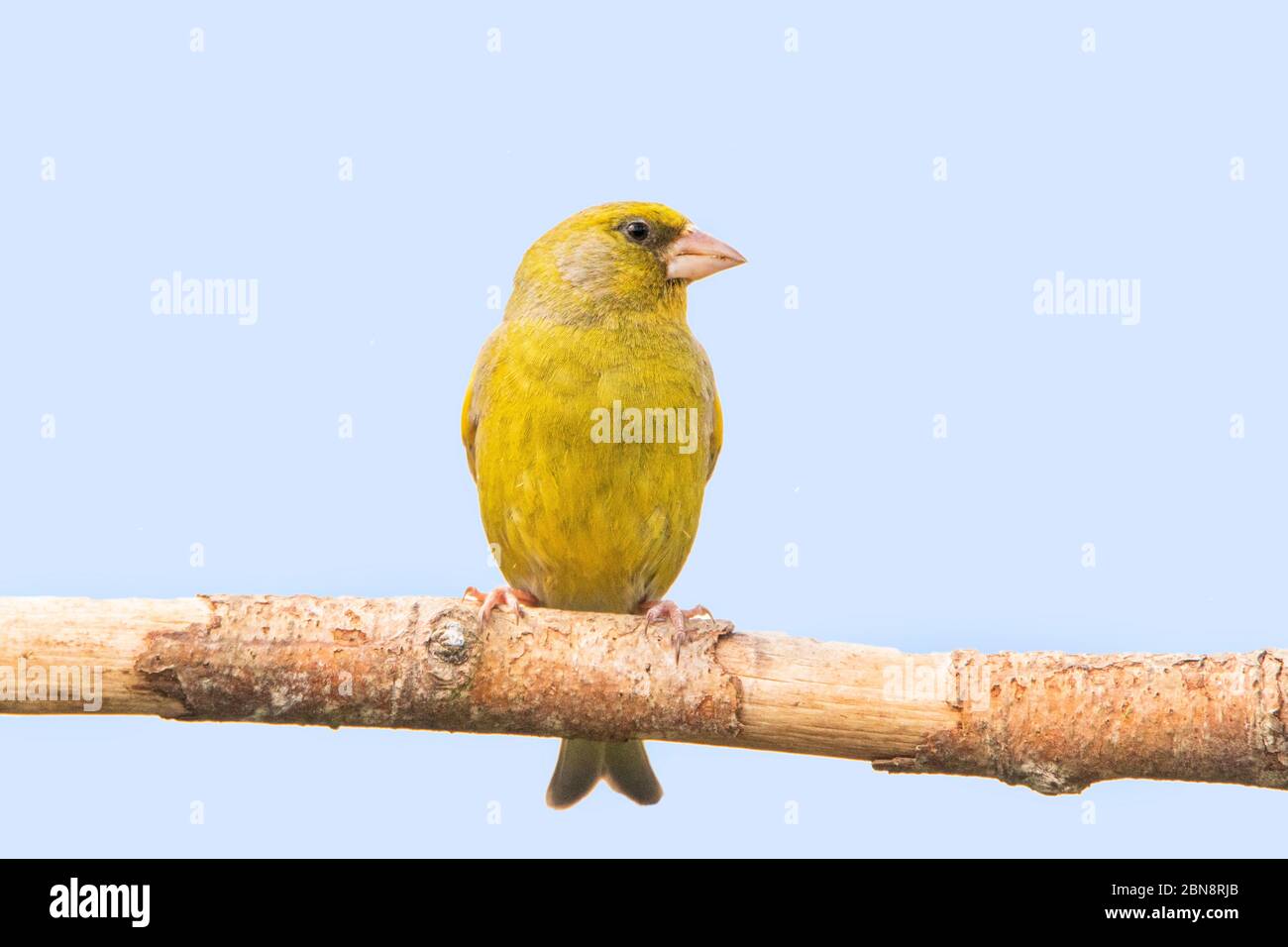 Verdino, Chloris Chloris, Finch, arroccato su una filiale in un giardino britannico, estate 2020 Foto Stock
