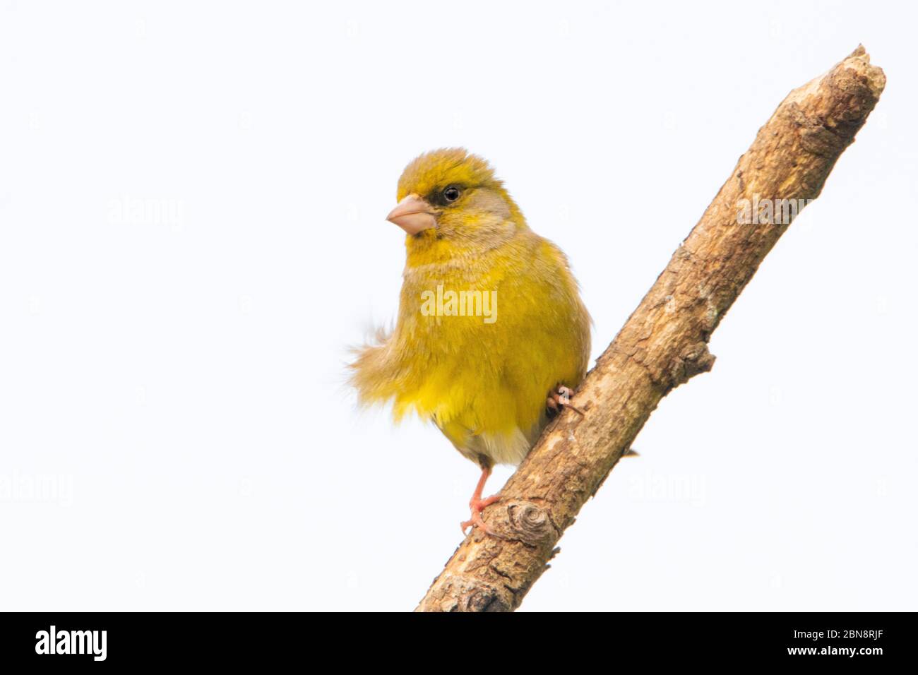 Greenfich, Juvenile, giovane verdino, arroccato su una filiale in un giardino britannico. Foto Stock