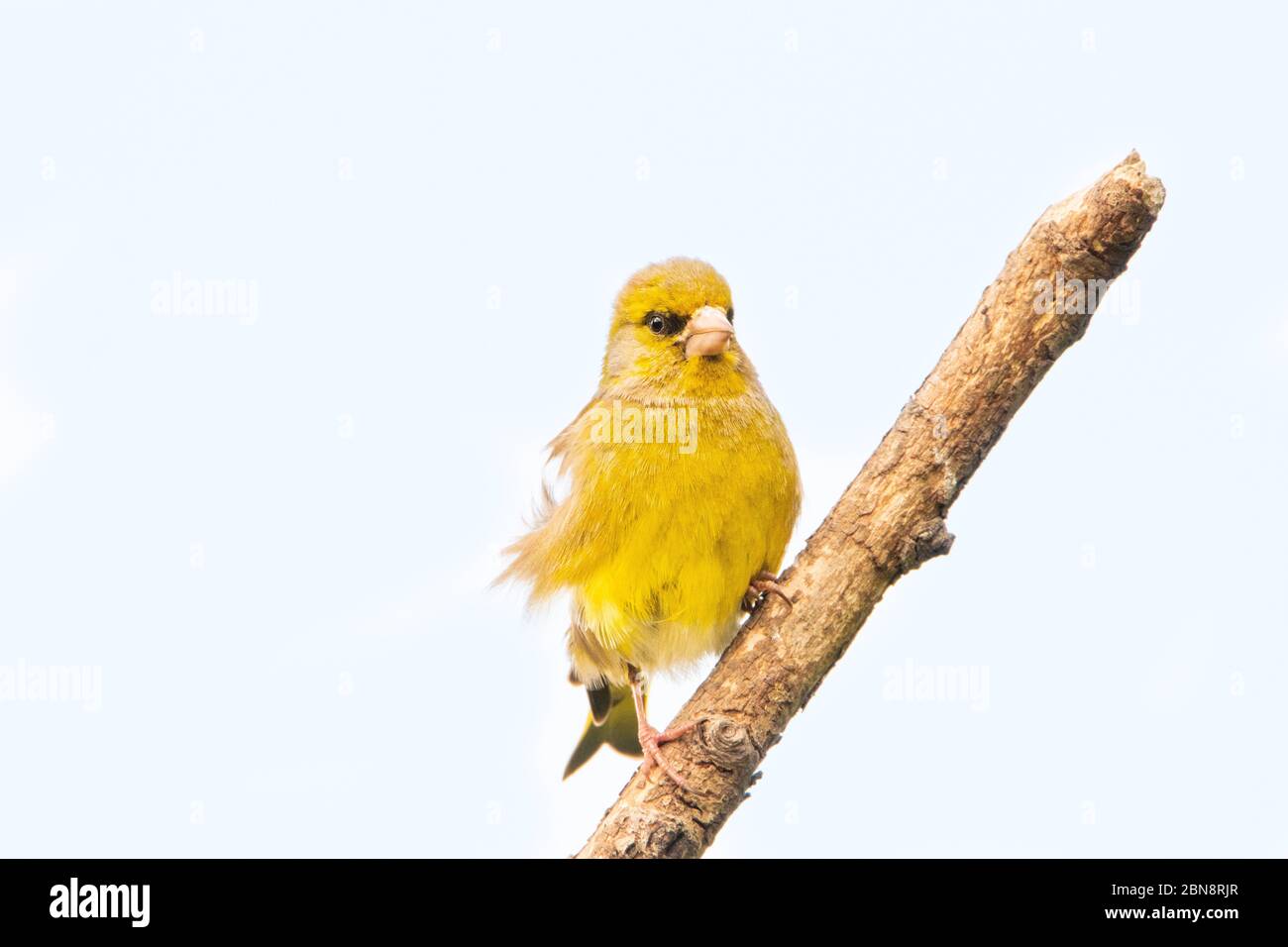 Greenfich, Juvenile, giovane verdino, arroccato su una filiale in un giardino britannico. Foto Stock