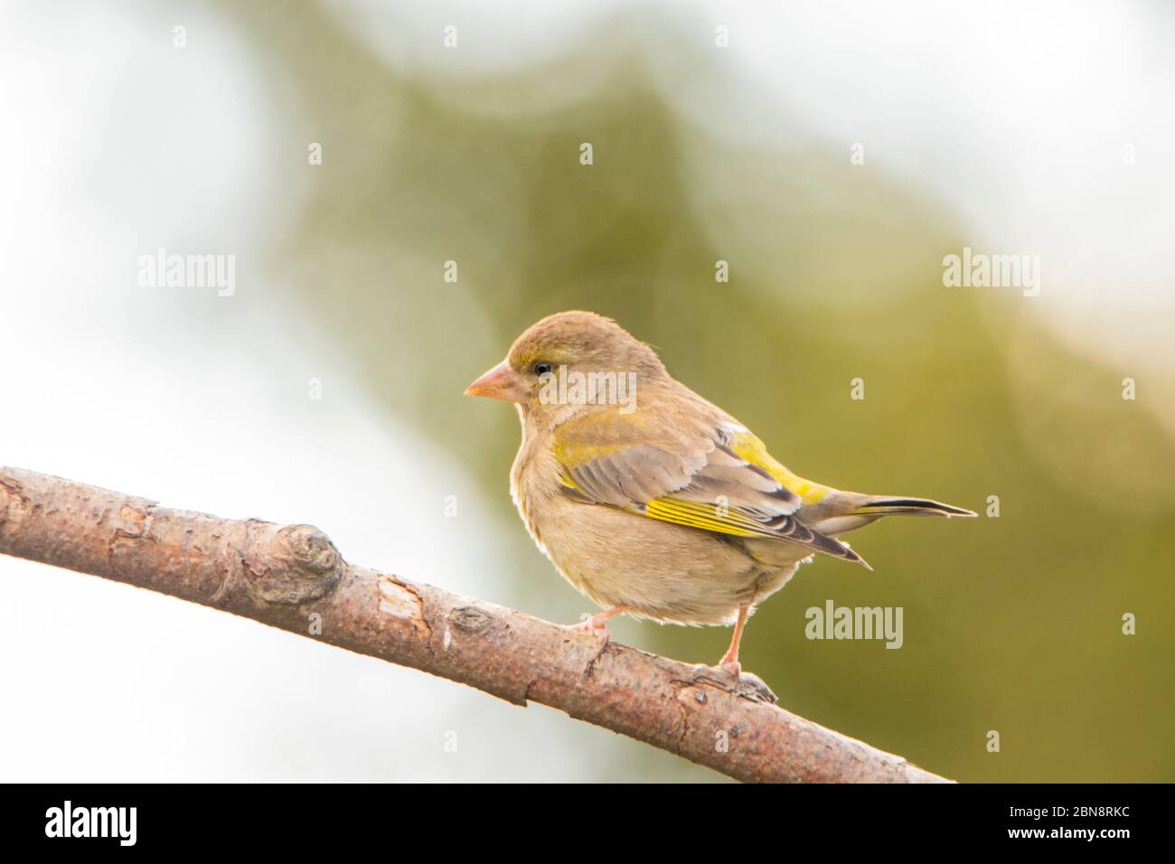 Greenfich, Juvenile, giovane verdino, arroccato su una filiale in un giardino britannico. Foto Stock