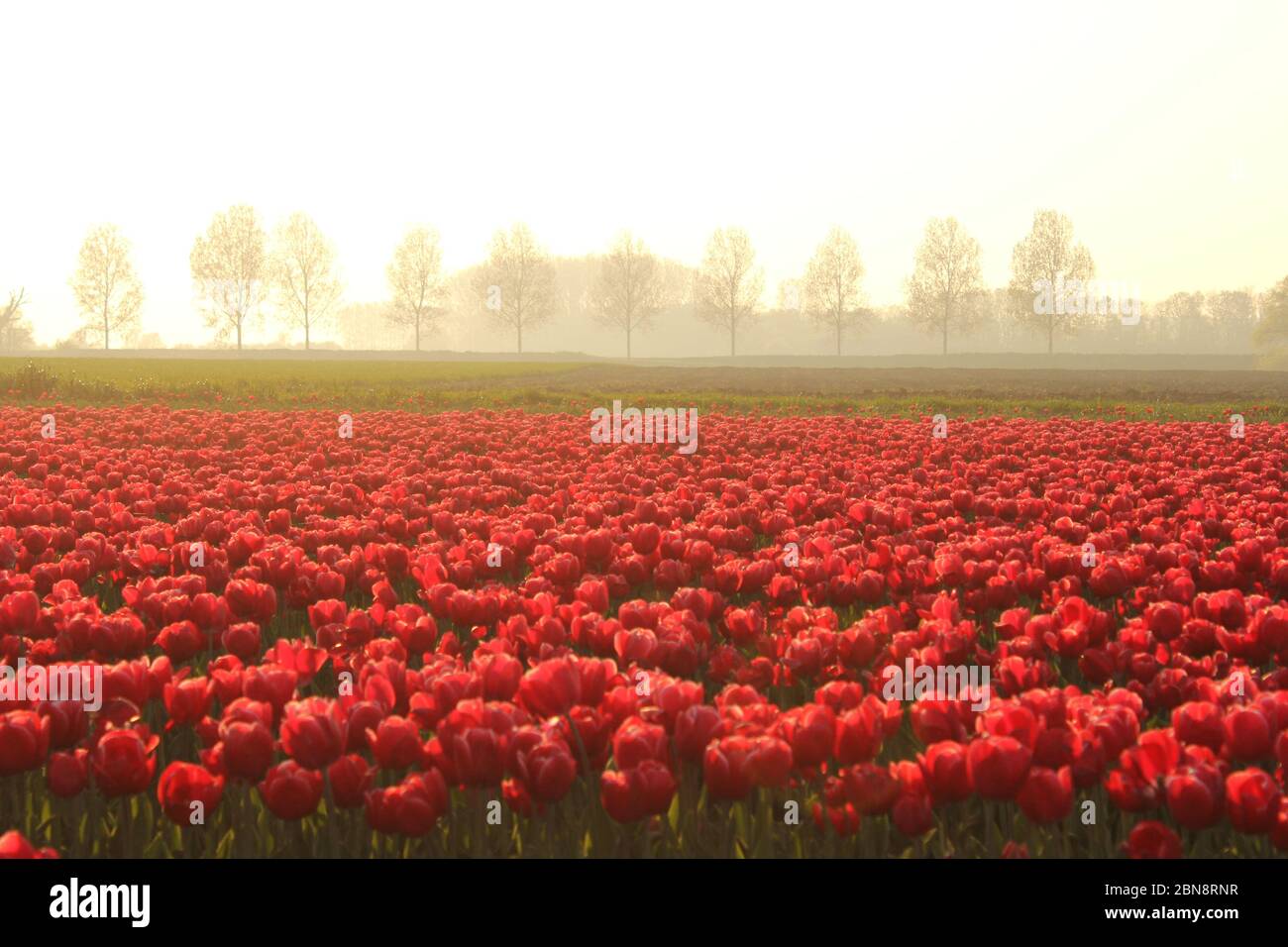 un bellissimo paesaggio olandese con un grande campo di bulbi con tulipani rossi e una fila di alberi e nebbia sullo sfondo in primavera sera Foto Stock