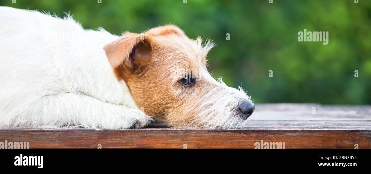 PET Therapy Concept - furry carino jack russell cane pensare - banner web con spazio di copia Foto Stock