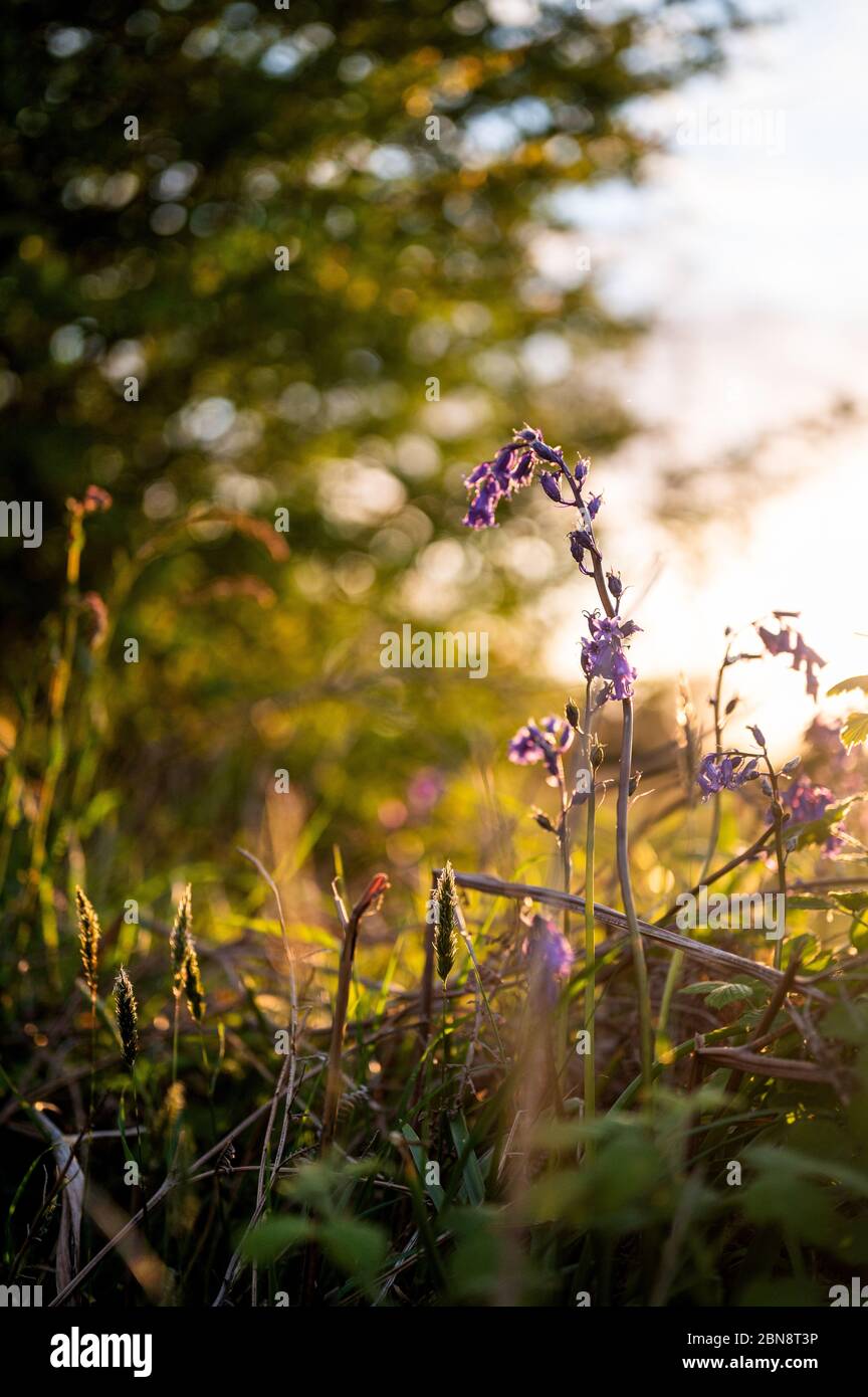 Il Glow dorato del Sole sulle piante Foto Stock