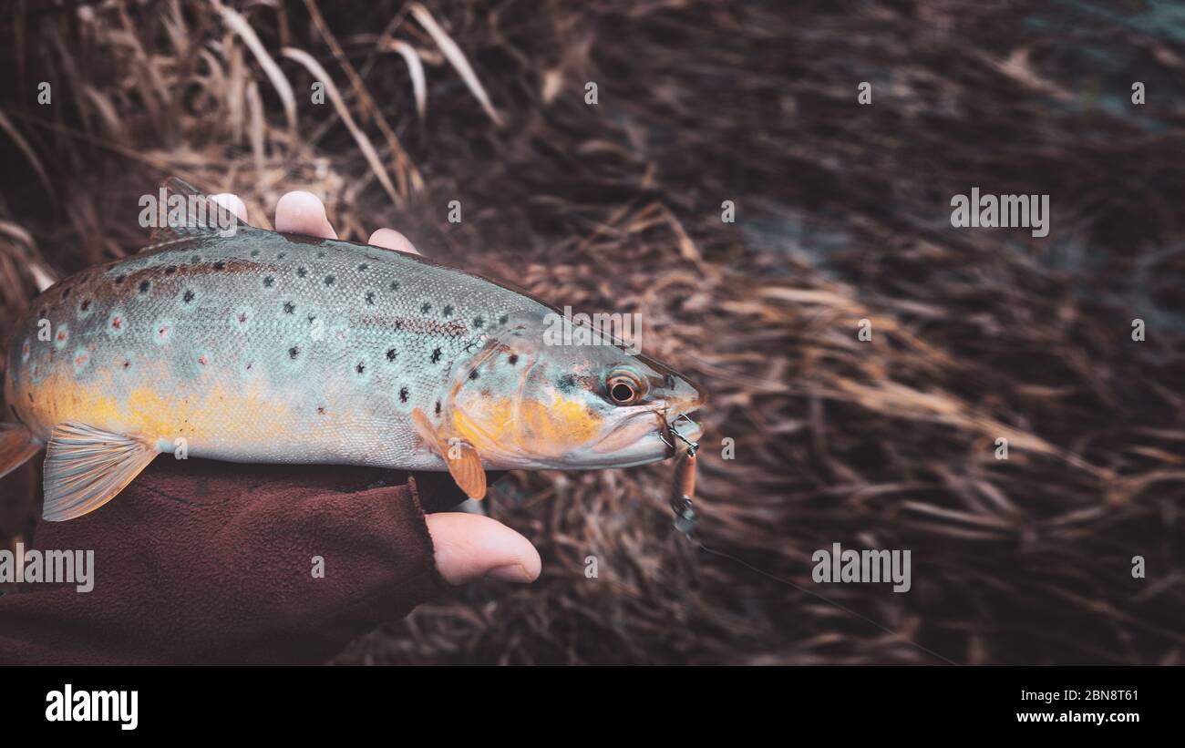 Trota marrone nella mano di un pescatore. Pesca di filatura. Foto Stock