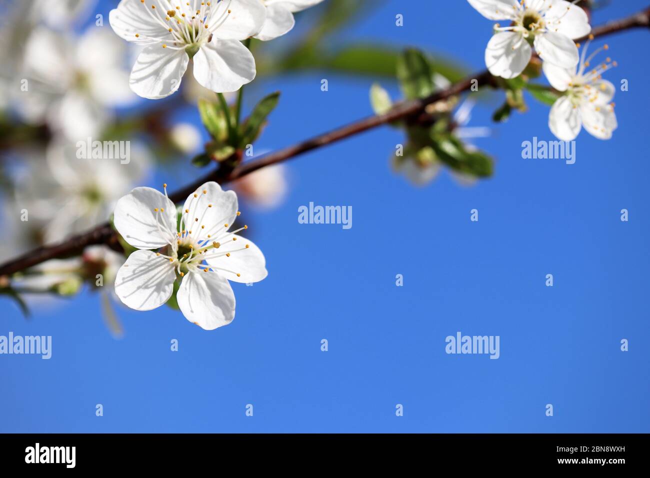 Fiore di ciliegio in primavera isolato su cielo blu, sfondo floreale per una carta romantica. Fiori bianchi su un ramo con spazio libero di copia, colori morbidi Foto Stock