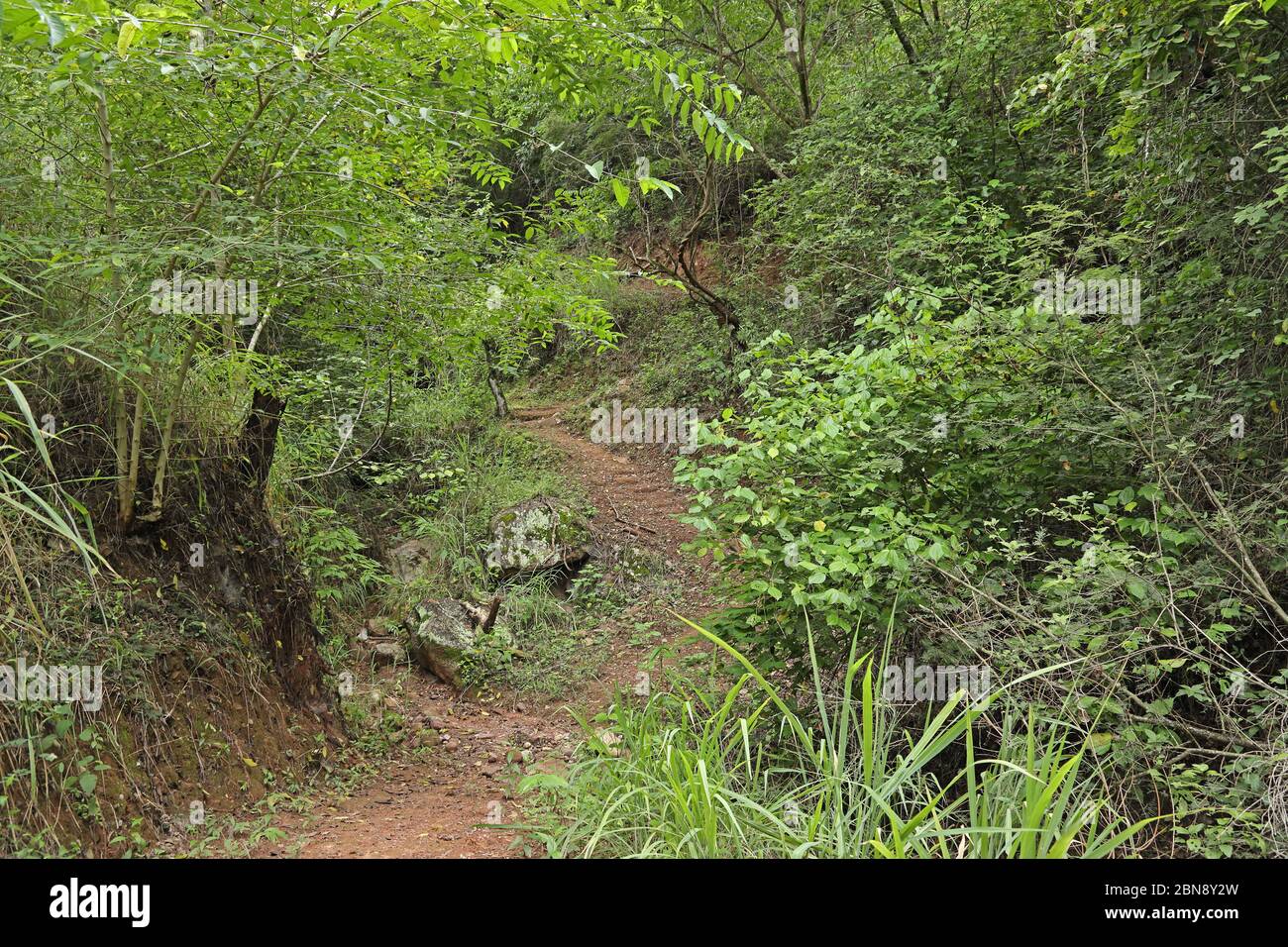 Trail nella foresta pluviale Huembo Lodge, Perù febbraio Foto Stock