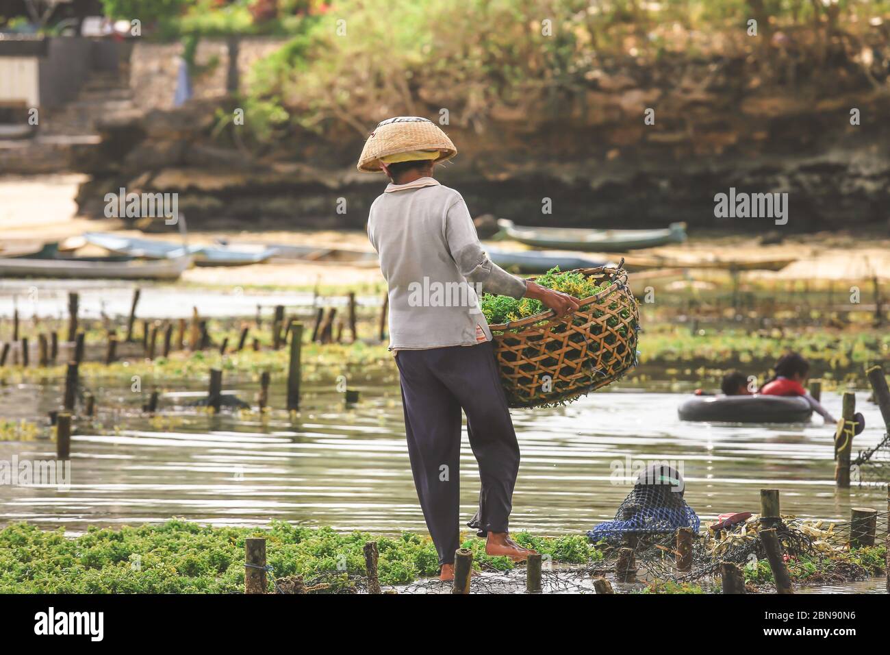 Coltivatore che raccoglie piantagioni di alghe marine presso la fattoria di alghe a Nusa Penida, Indonesia Foto Stock