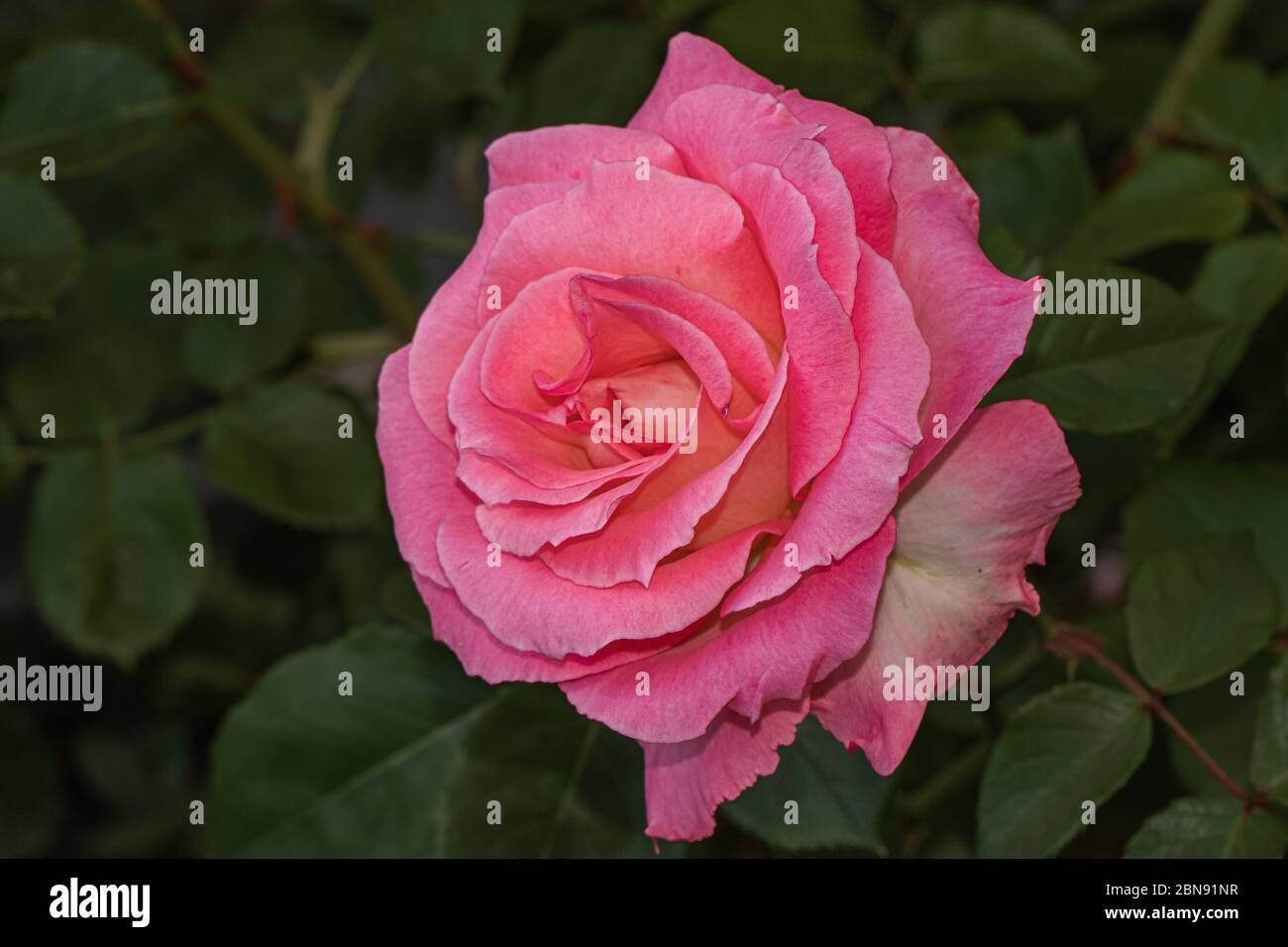 primo piano di rosa su sfondo verde scuro naturale delle foglie Foto Stock