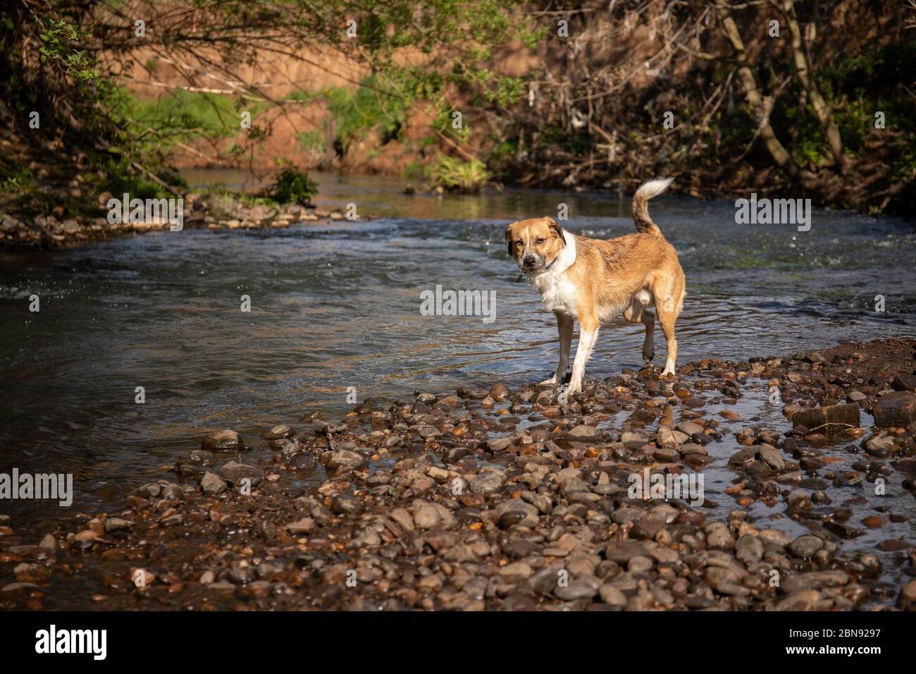 Neo il cane di salvataggio Foto Stock