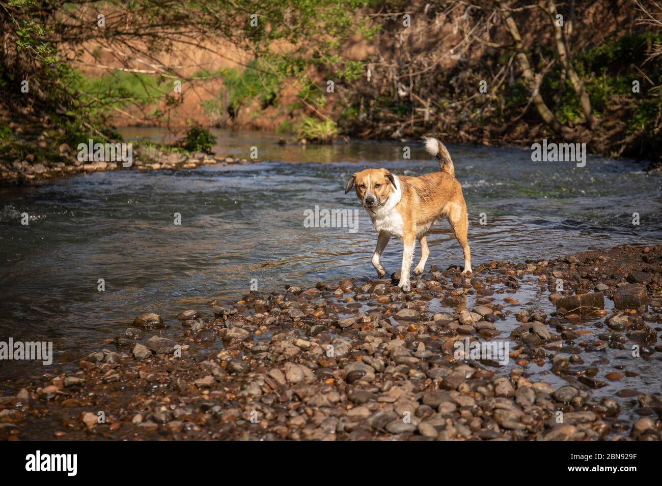 Neo il cane di salvataggio Foto Stock