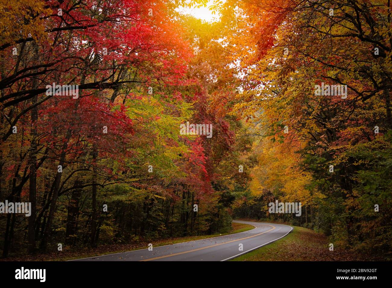 Tortuosa strada tra alberi autunnali nelle Great Smoky Mountains Foto Stock