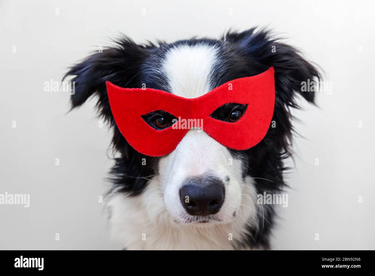 Divertente ritratto in studio di carino sorriso cane bordo collie in costume supereroe isolato su sfondo bianco. Cucciolo con maschera super eroe rossa in carnevale o Halloween. La giustizia aiuta a dare forza al concetto Foto Stock