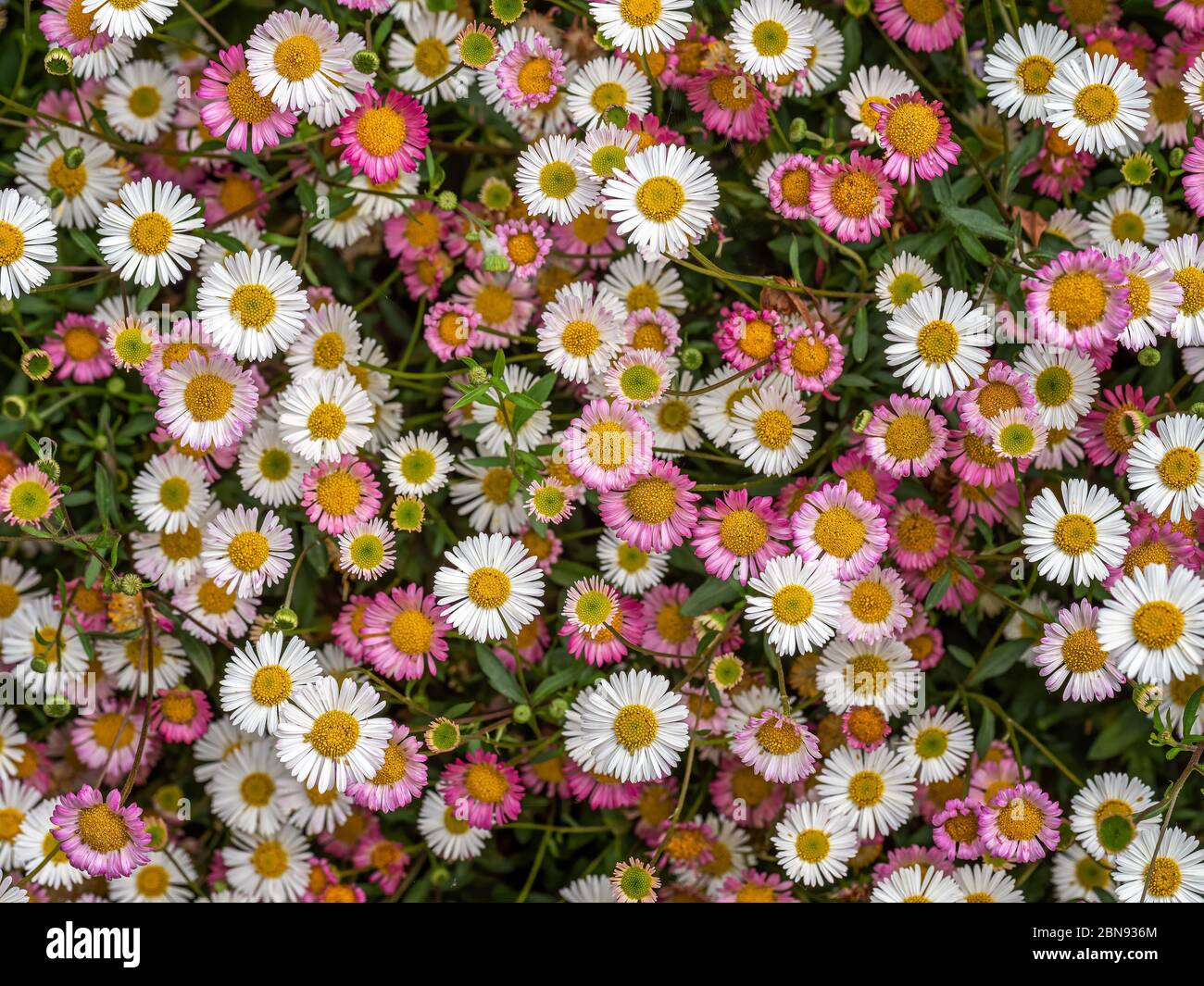 Margherite selvatiche rosa e bianche, sfondo fiore primaverile, Devon, UK. Erigeron karvinskianus aka Fleabane messicana. Foto Stock