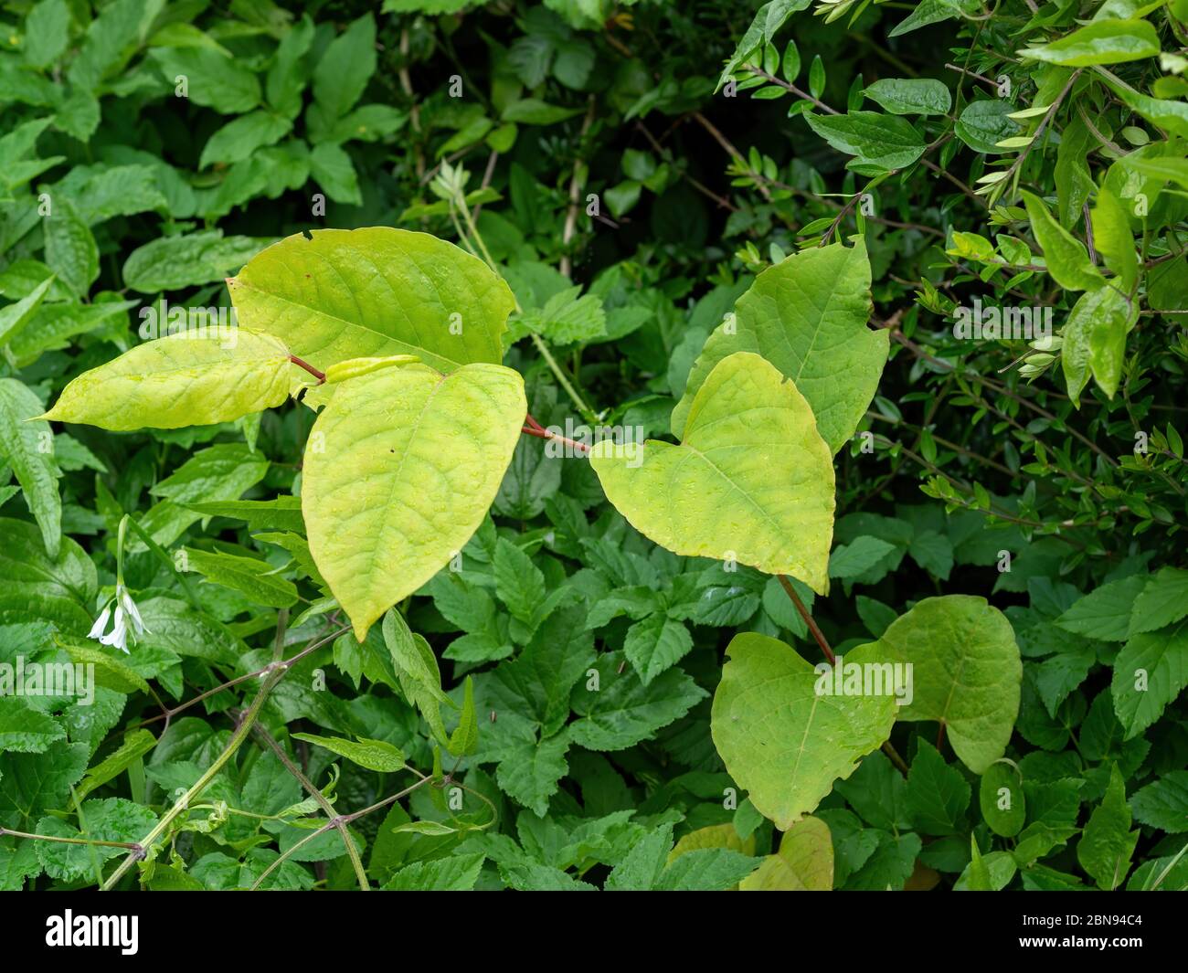 Nodweed giapponese, pianta invasiva aka Reynoutria japonica, Fallopia japonica e Polygonum cuspidatum. REGNO UNITO. Germogli di primavera. Foto Stock