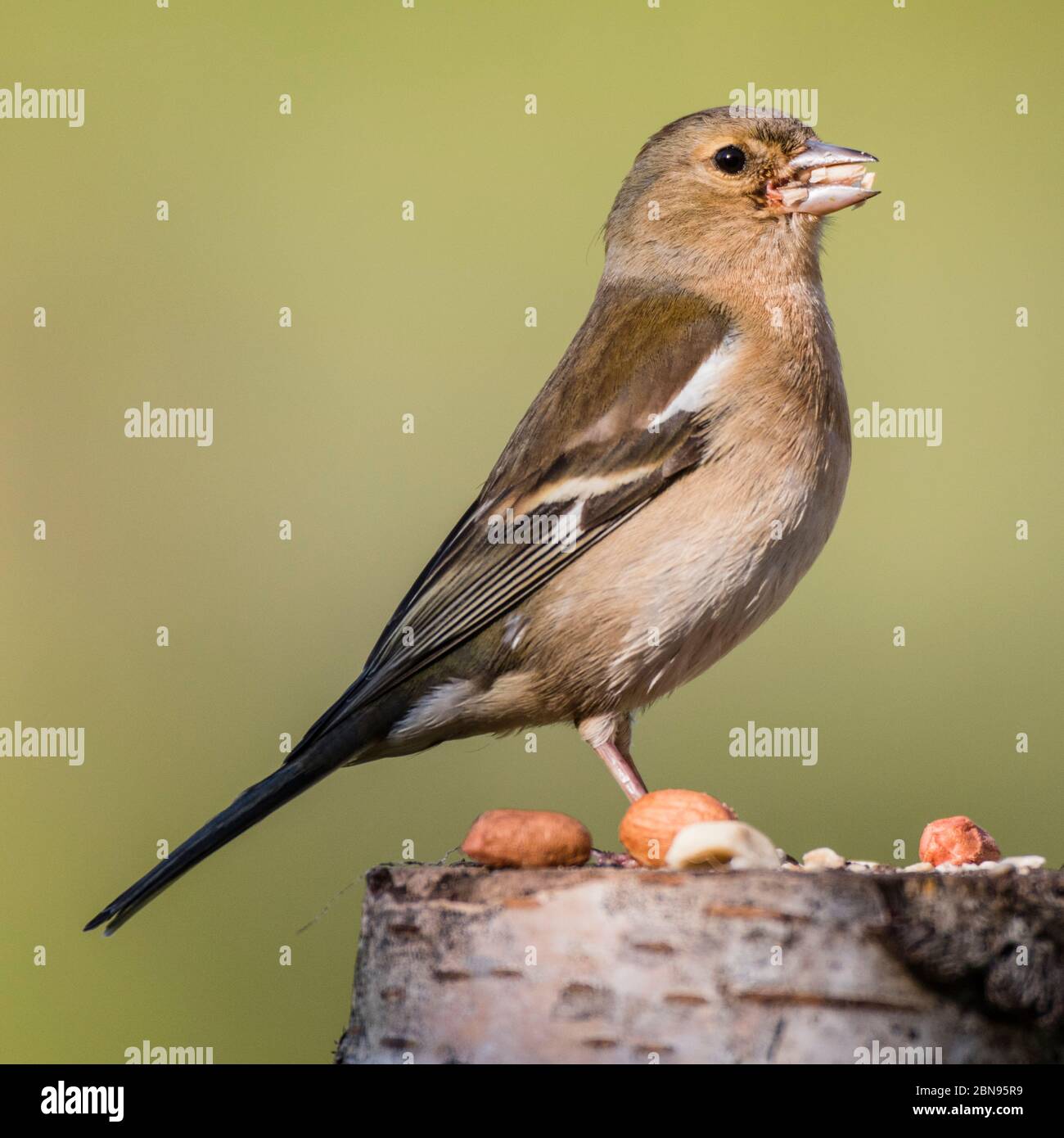 Una femmina (fringuello Fringilla coelebs) nel Regno Unito Foto Stock