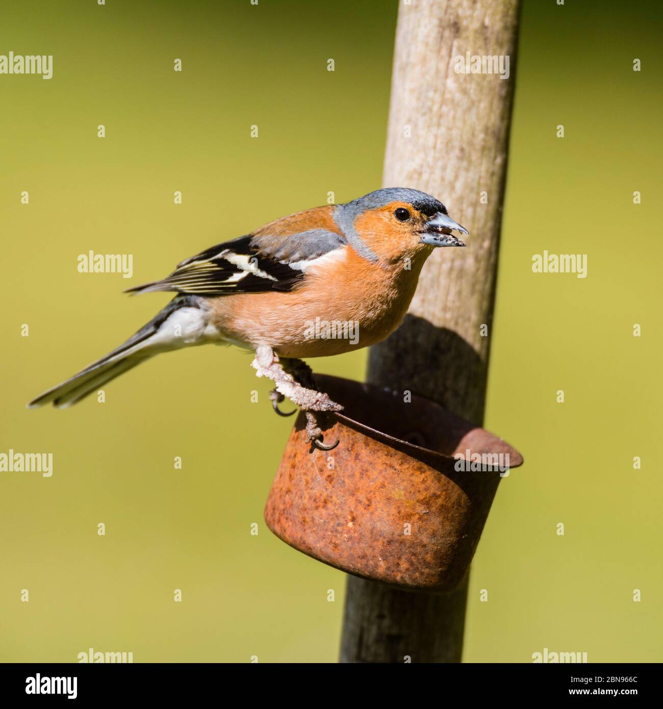 Un Chaffinch maschio (Fringilla coelebs) con fungo deformato come piedi nel regno unito Foto Stock
