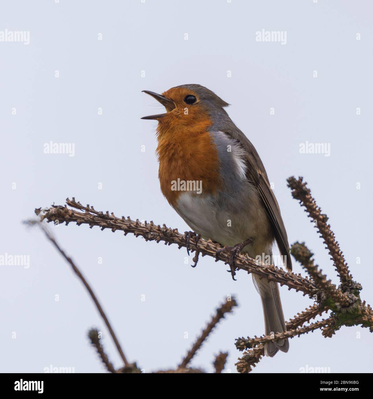 Un Robin (Erithacus rubecula) che cantava nel Regno Unito Foto Stock