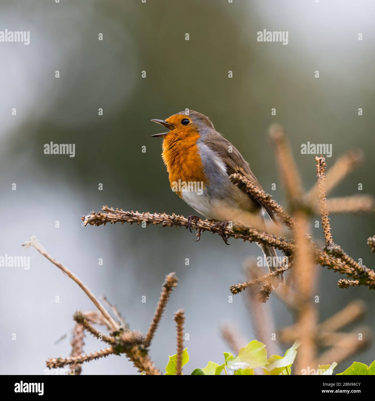 Un Robin (Erithacus rubecula) che cantava nel Regno Unito Foto Stock