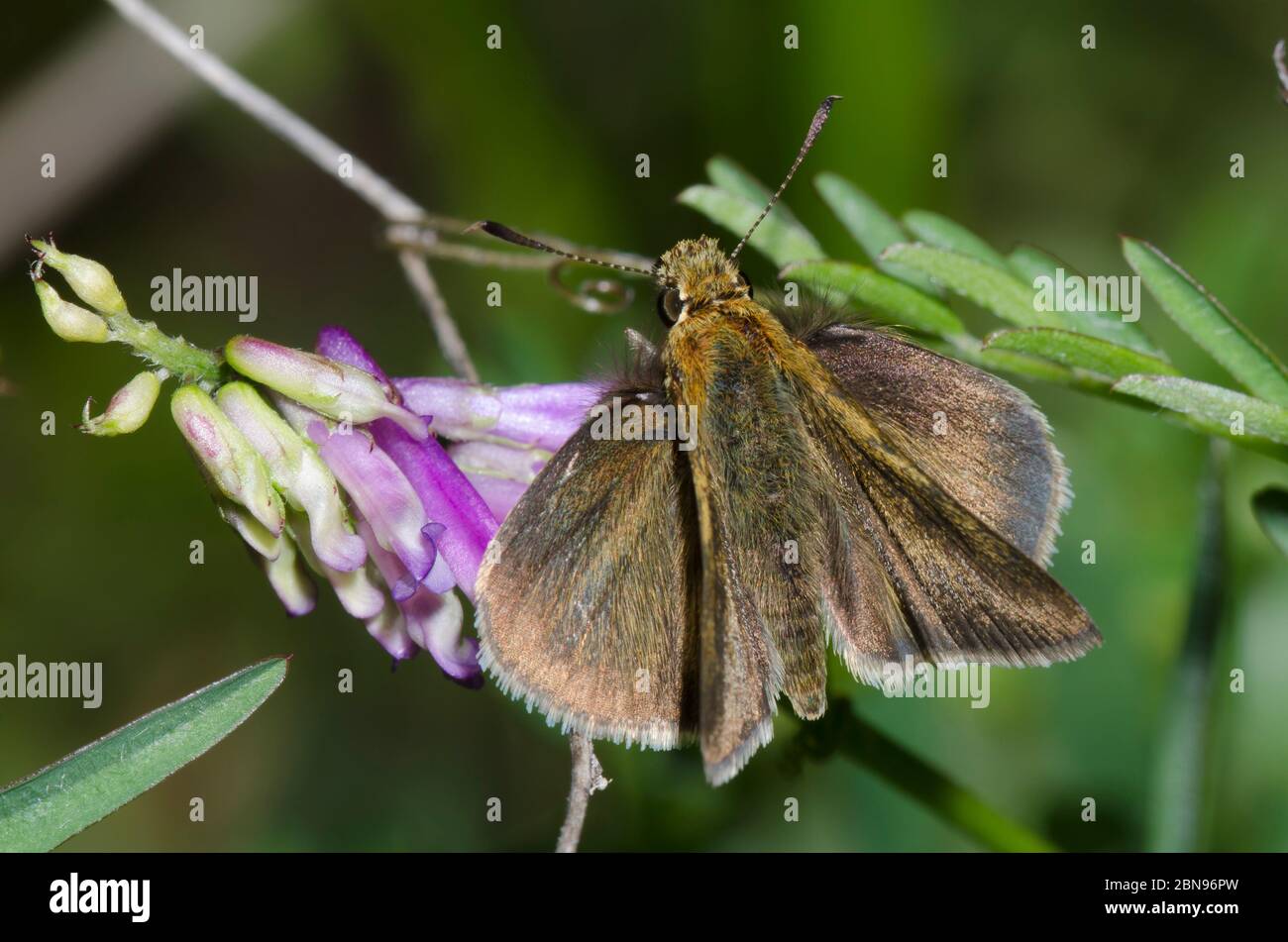 Swarthy Skipper, nastra lherminier, arroccato su Hairy vetch, Vicia villosa Foto Stock