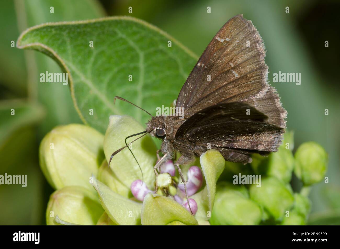 Confusa Cloudywing, Cecropterus confusis, nctaring su erba del latte verde, Asclepias viridis Foto Stock