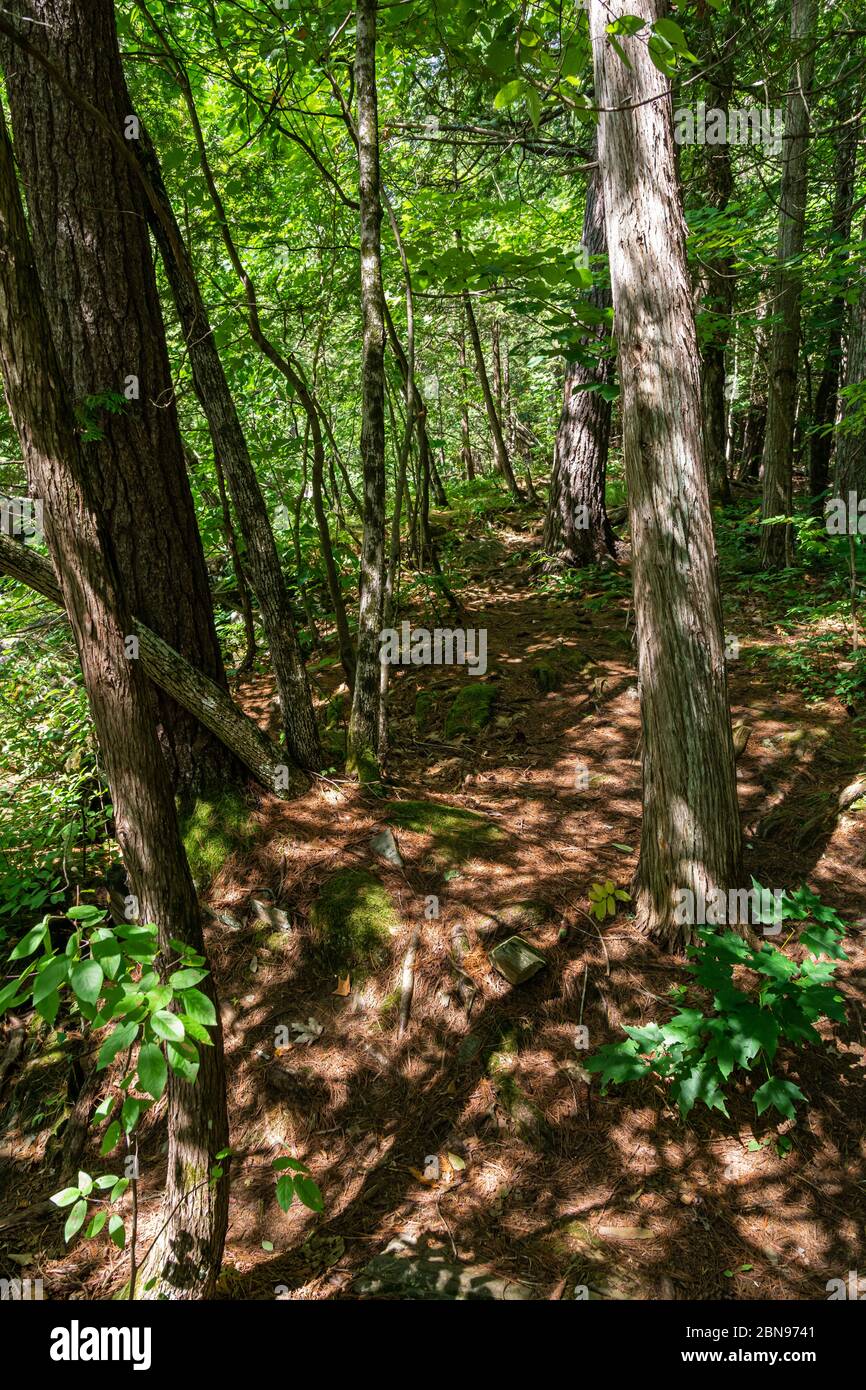 Il percorso nella foresta Foto Stock