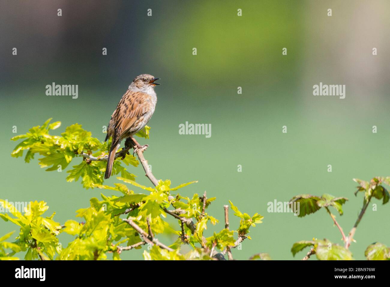 Un Dunnock che canta in un giardino britannico (Prunella modularis) Foto Stock