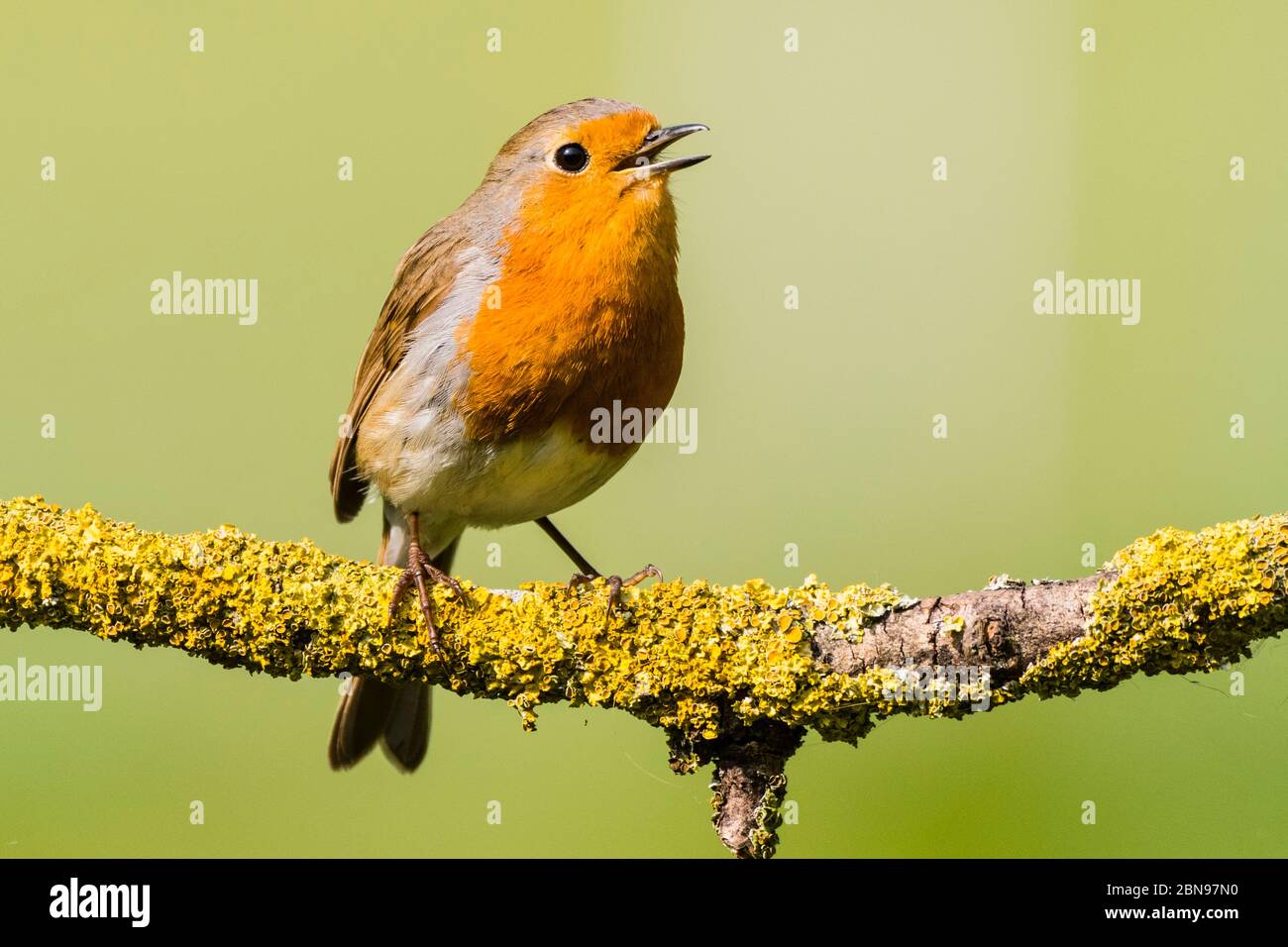 Un Robin (Erithacus rubecula) che cantava nel Regno Unito Foto Stock