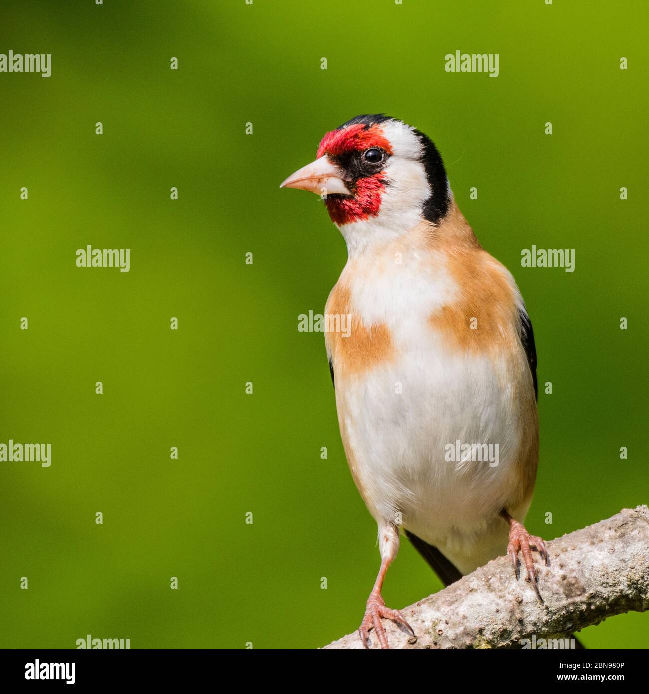 Un Cardellino (Carduelis carduelis) nel Regno Unito Foto Stock