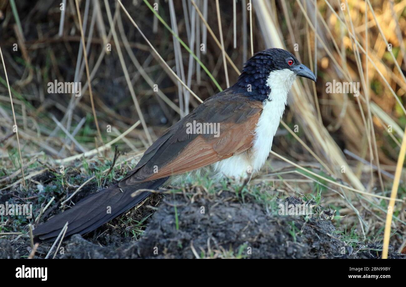 Uccelli del Botswana Foto Stock